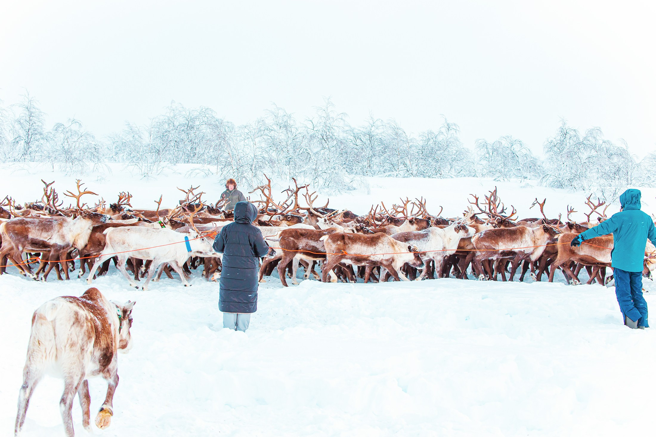 Ненецкий автономный округ. Тревел-фотограф Елизавета Ларионова