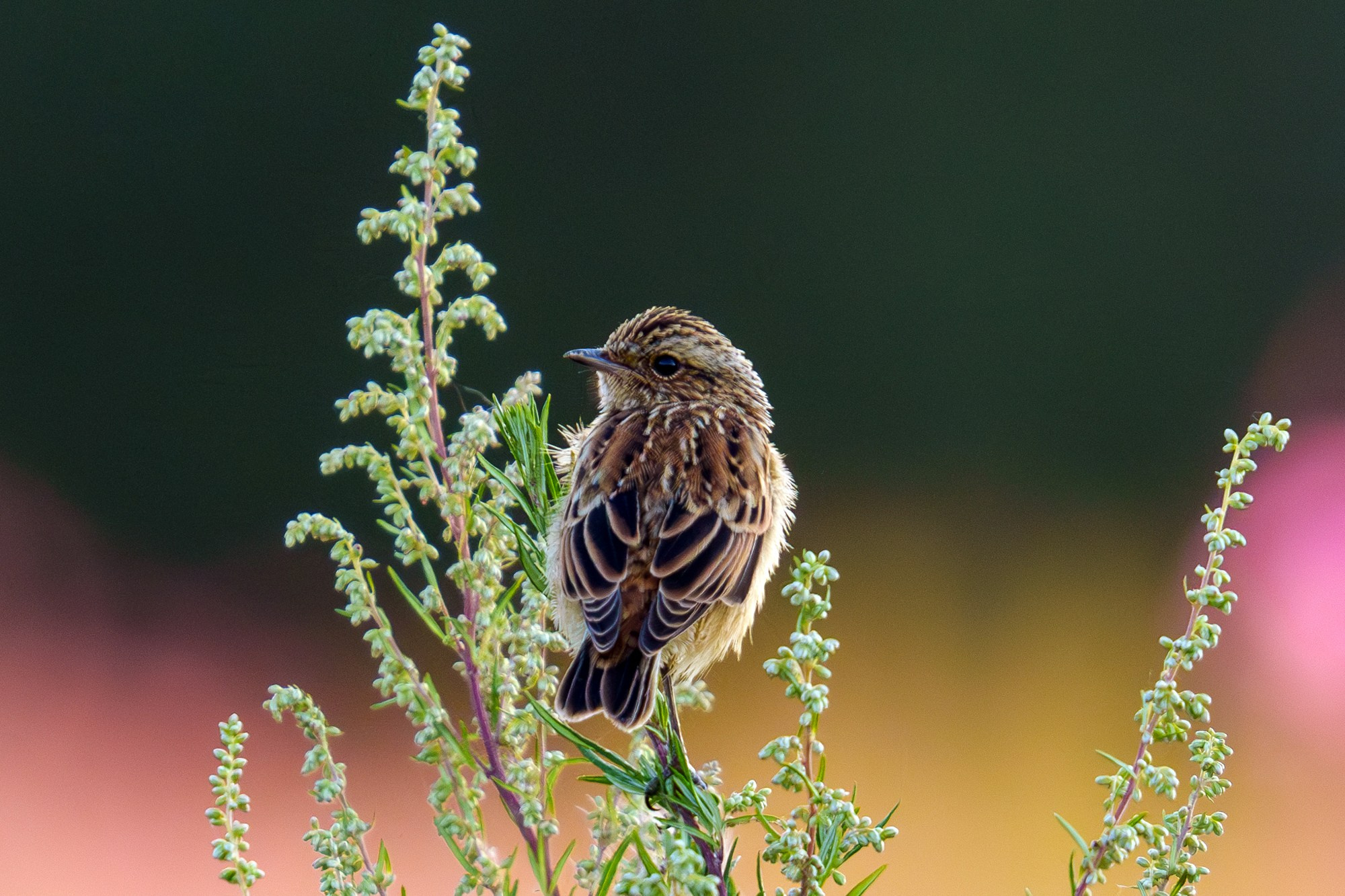 Удивительные мир птиц. Вокруг нас столько прекрасного — присмотритесь!. Ваш личный фотограф Марина Волкова
