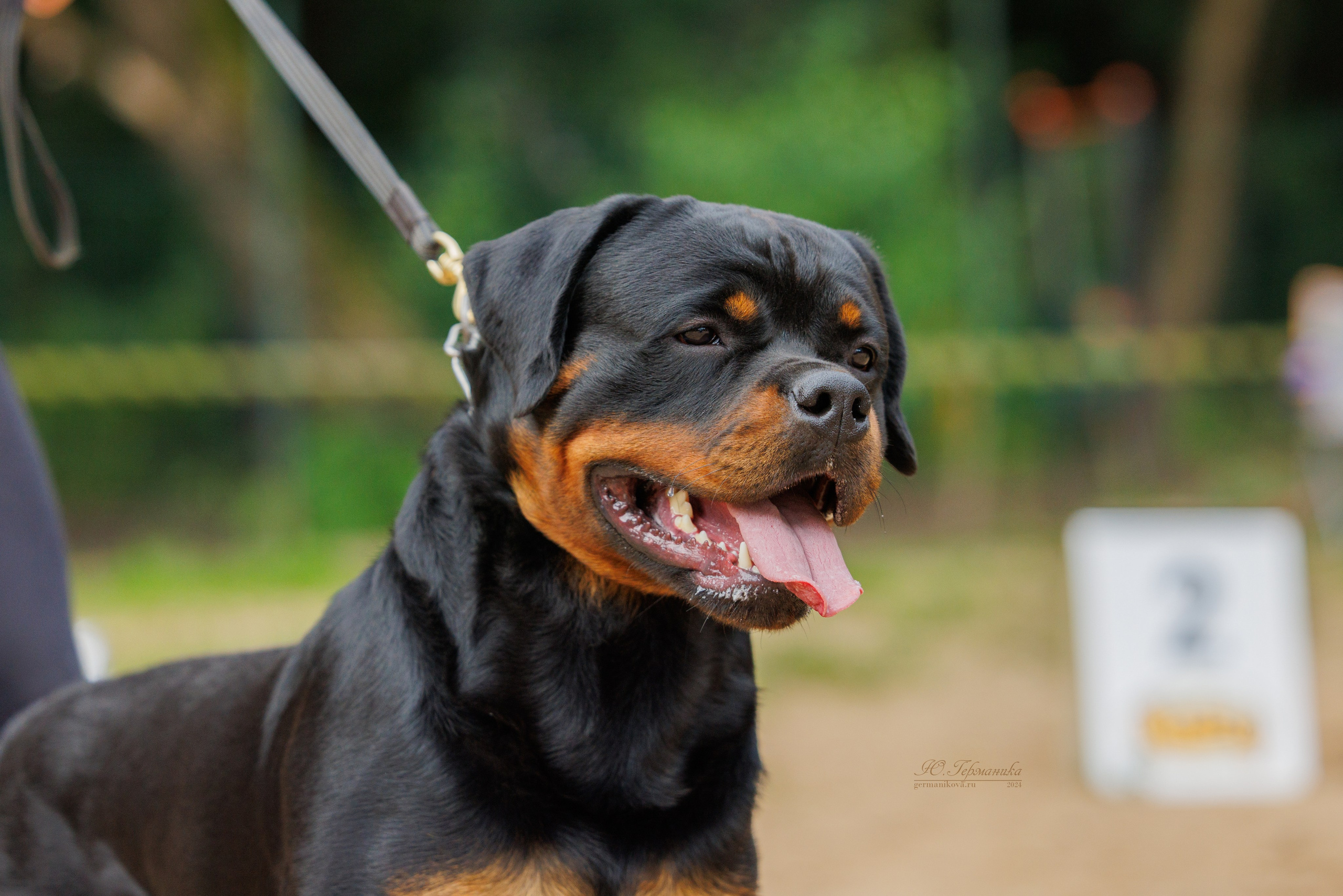 Рязань-Ховрино 10-11.08.2024 3хмоно ротвейлеров. Фотограф-анималист Юлия Германика