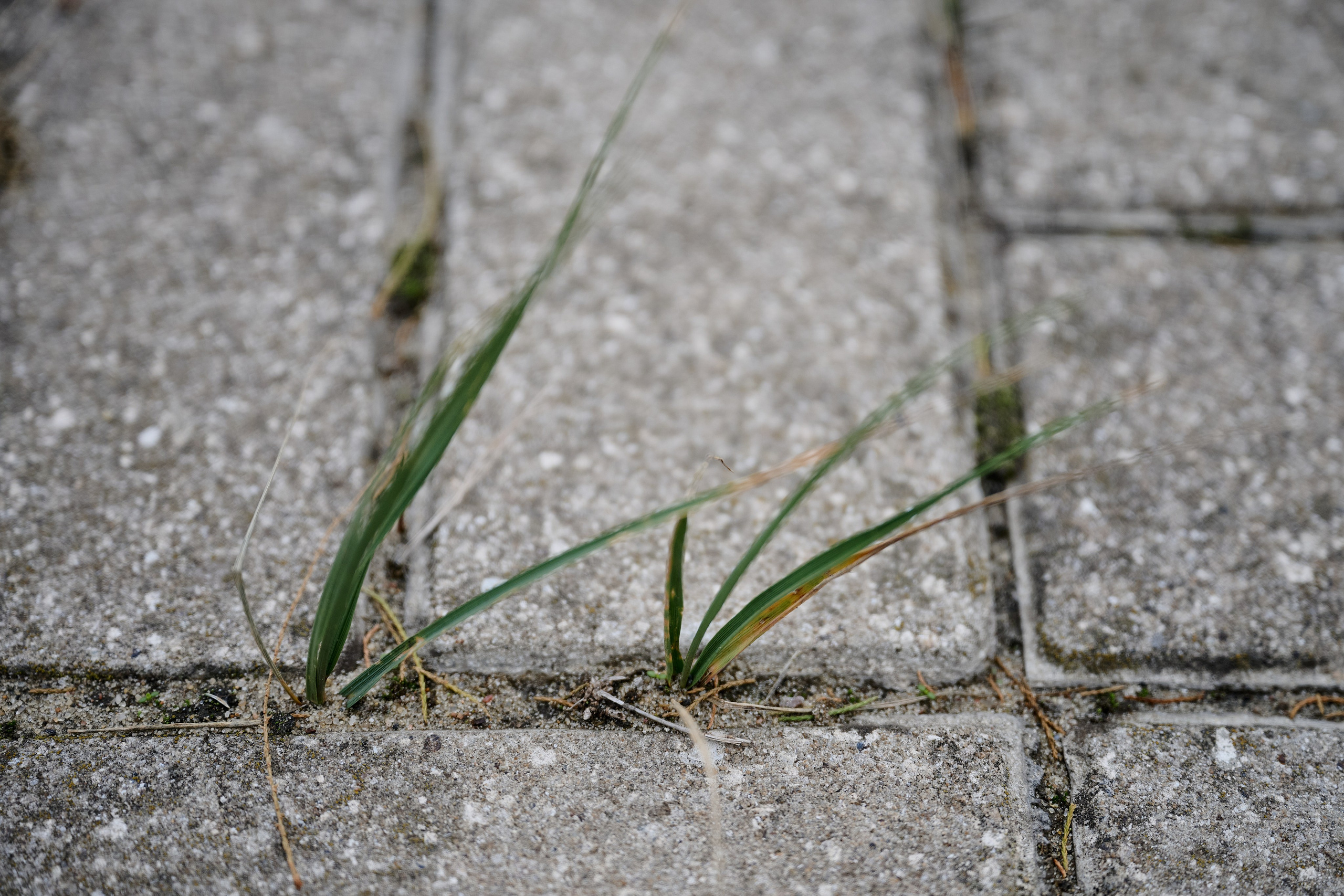 Рубежное. Ноябрь 2024. Фотограф Роман Адлер