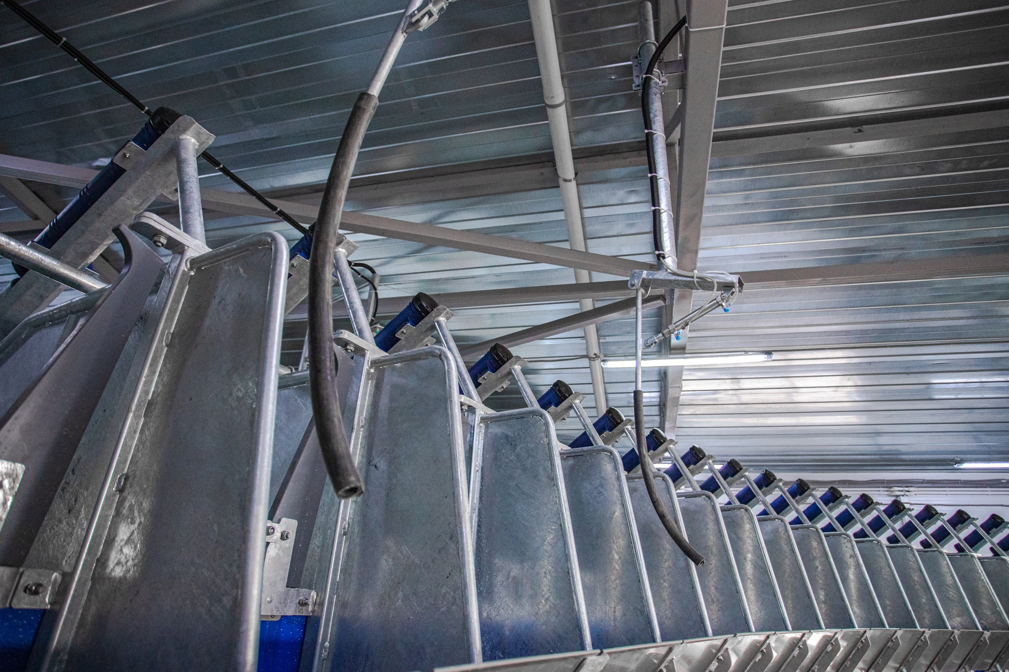 Открытие карусели для дойки скота. Репортажный, промышленный и маркетплейс-фотограф Дмитрий Чернат