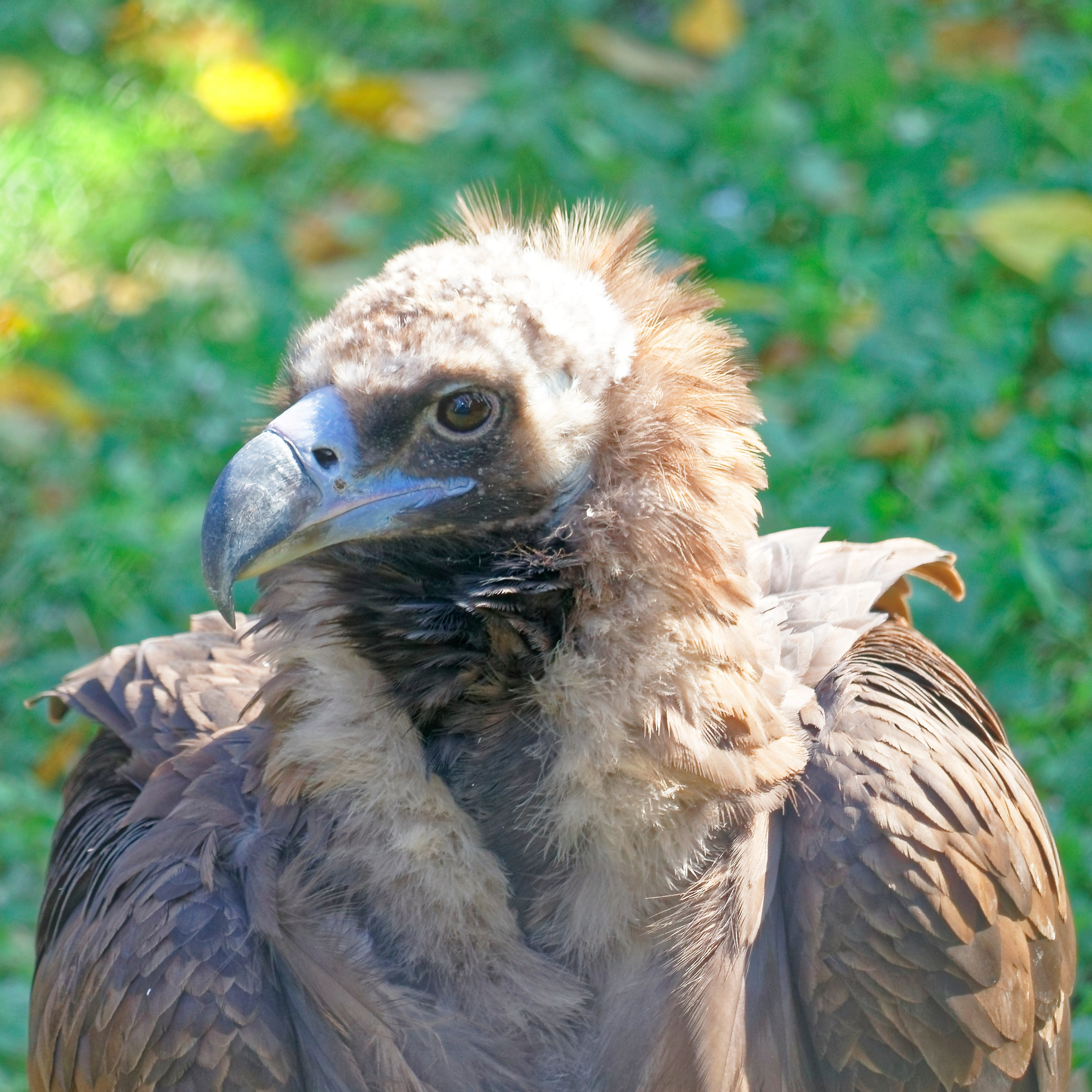 МОСКОВСКИЙ ЗООПАРК. Фотограф Владимир Роля