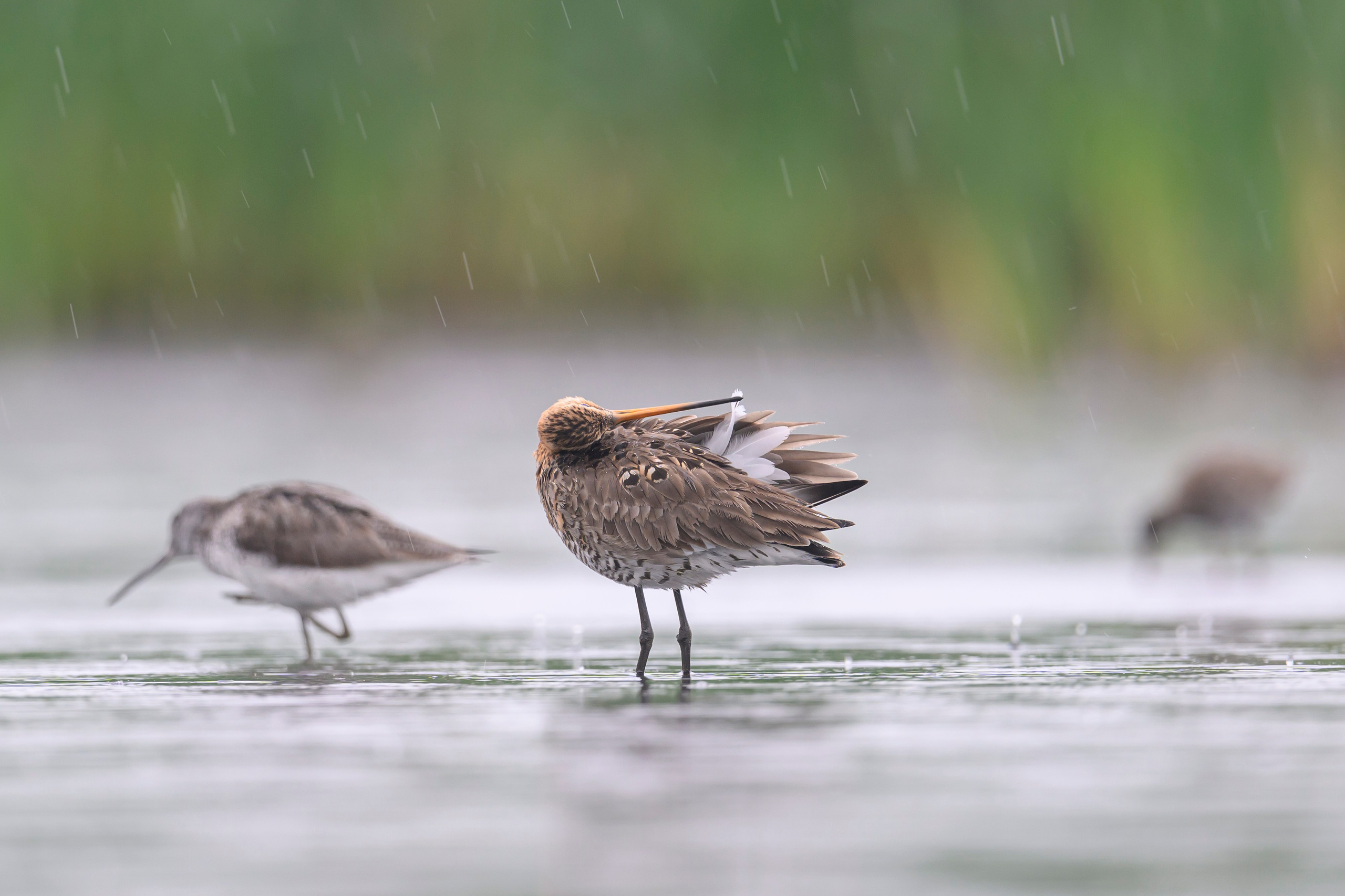 Кулики. Wildlife photography by Sergey Puponin