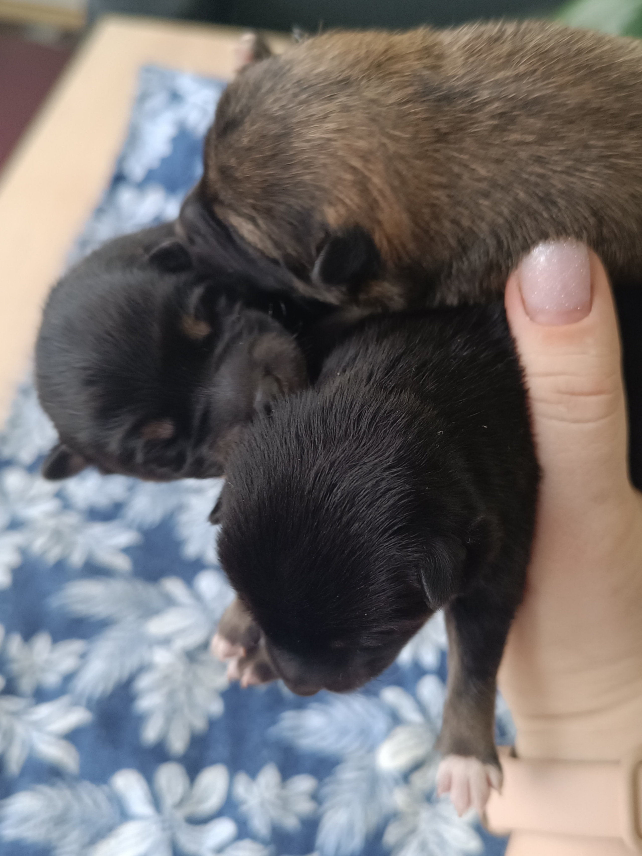 сиба питомник Рубилайт щенки на продажу rubylight  сиба щенки купить СПб Санкт-Петербург 