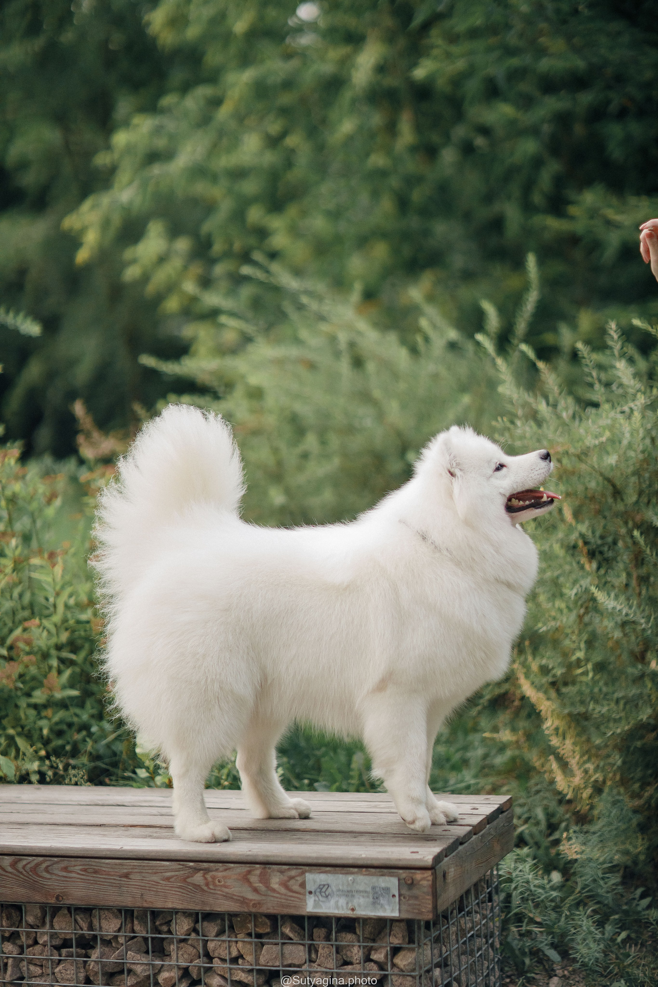 Самоед Рея. Свадебный и женский фотограф