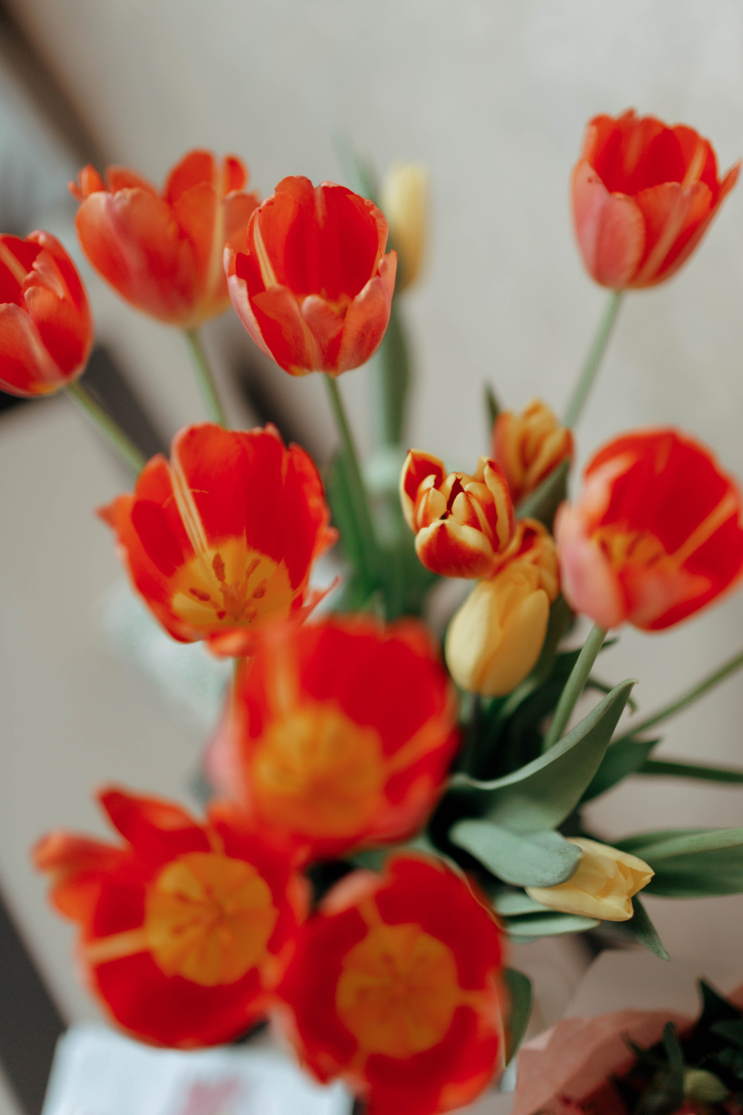 Tulips. Фотограф и видеограф Мария Банщикова, Солнечногорск, Москва