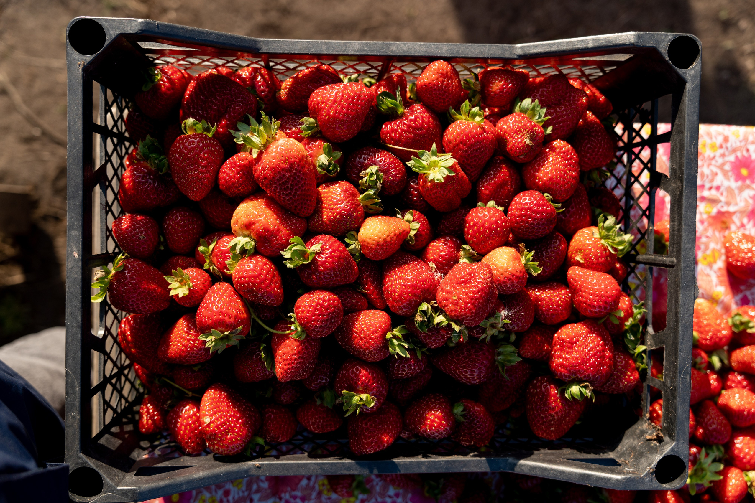 Валерия и Владислав Ращектаевы. Фермеры. Репортажный фотограф Наталья Лапцевич