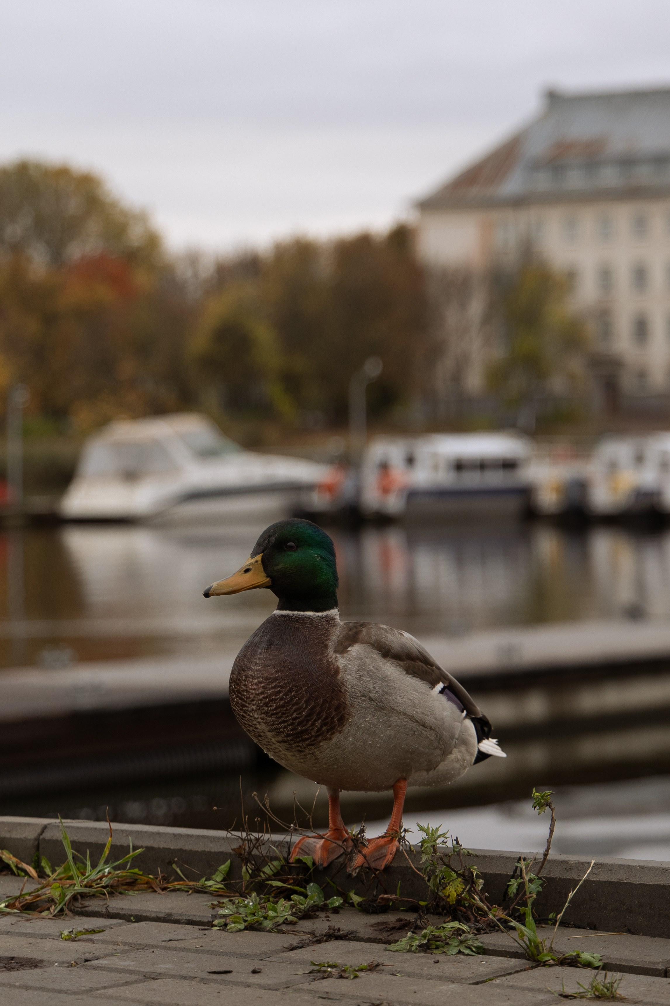 Сортавала. Портретный и уличный фотограф в Москве Таня Корнеева