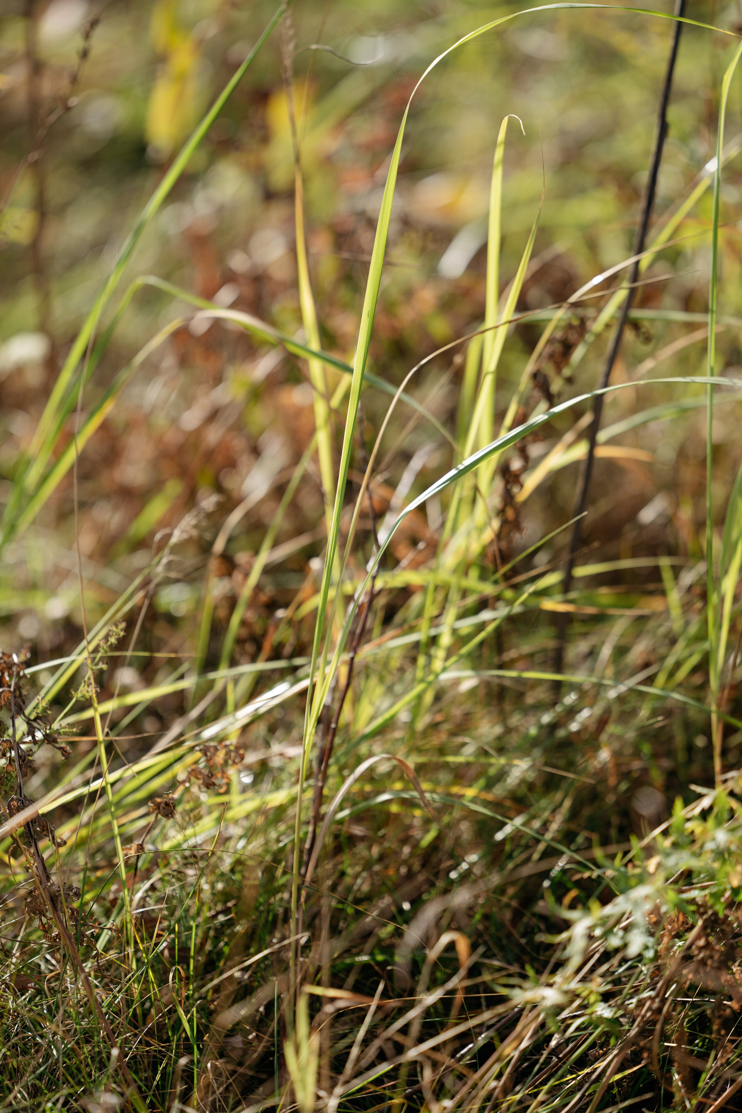 Наташа. Оля Киселева фотограф в Выксе