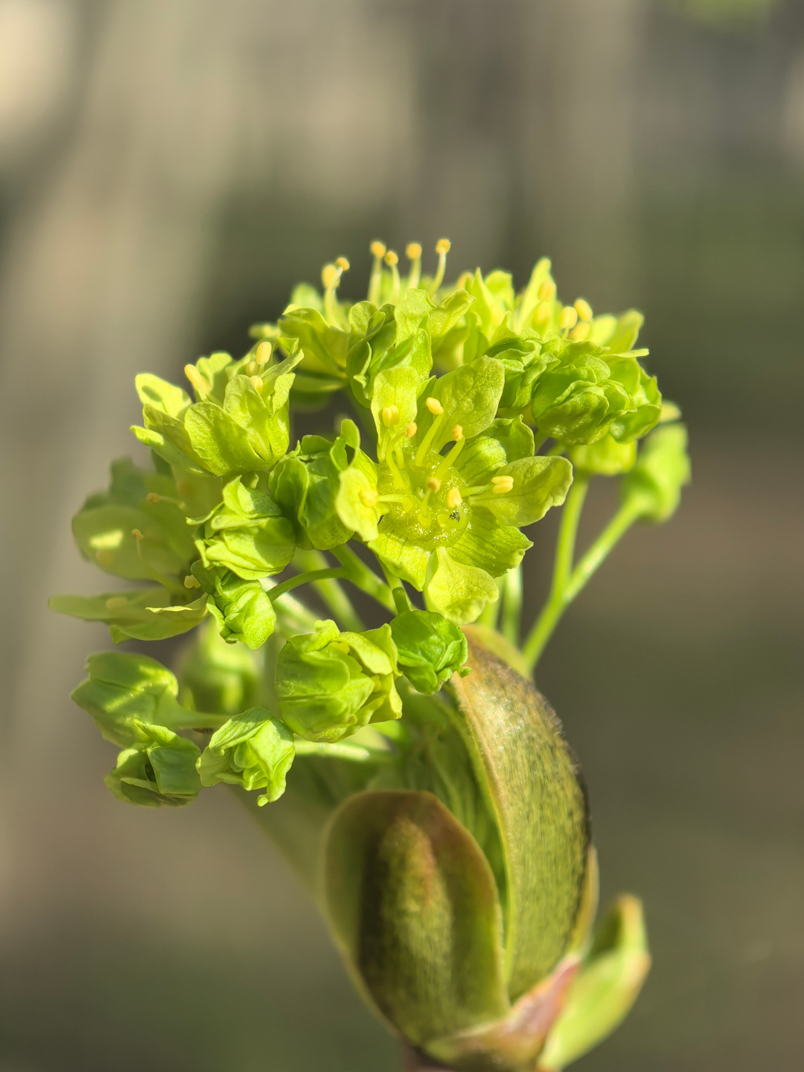 ПочтиМАКРО. Школьные выпускные альбомы в Москве Марина Николаева