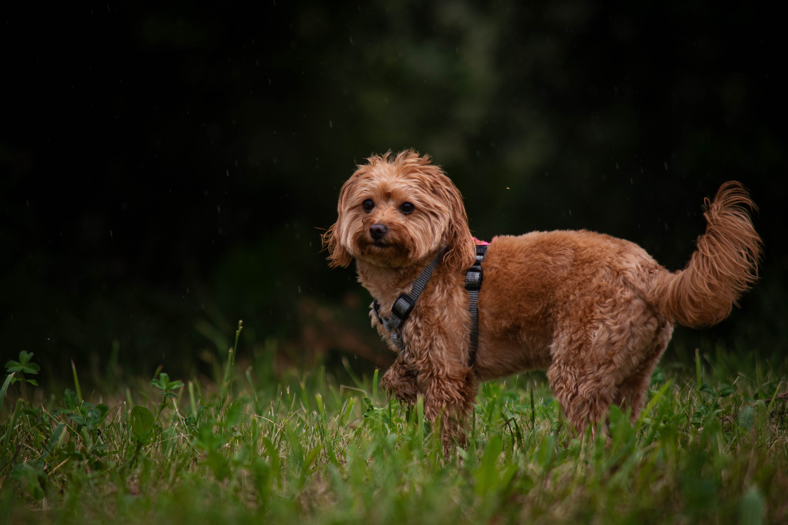 Прогулка в парке Митино. Фотограф Светлана Блинова, Москва и Московская область