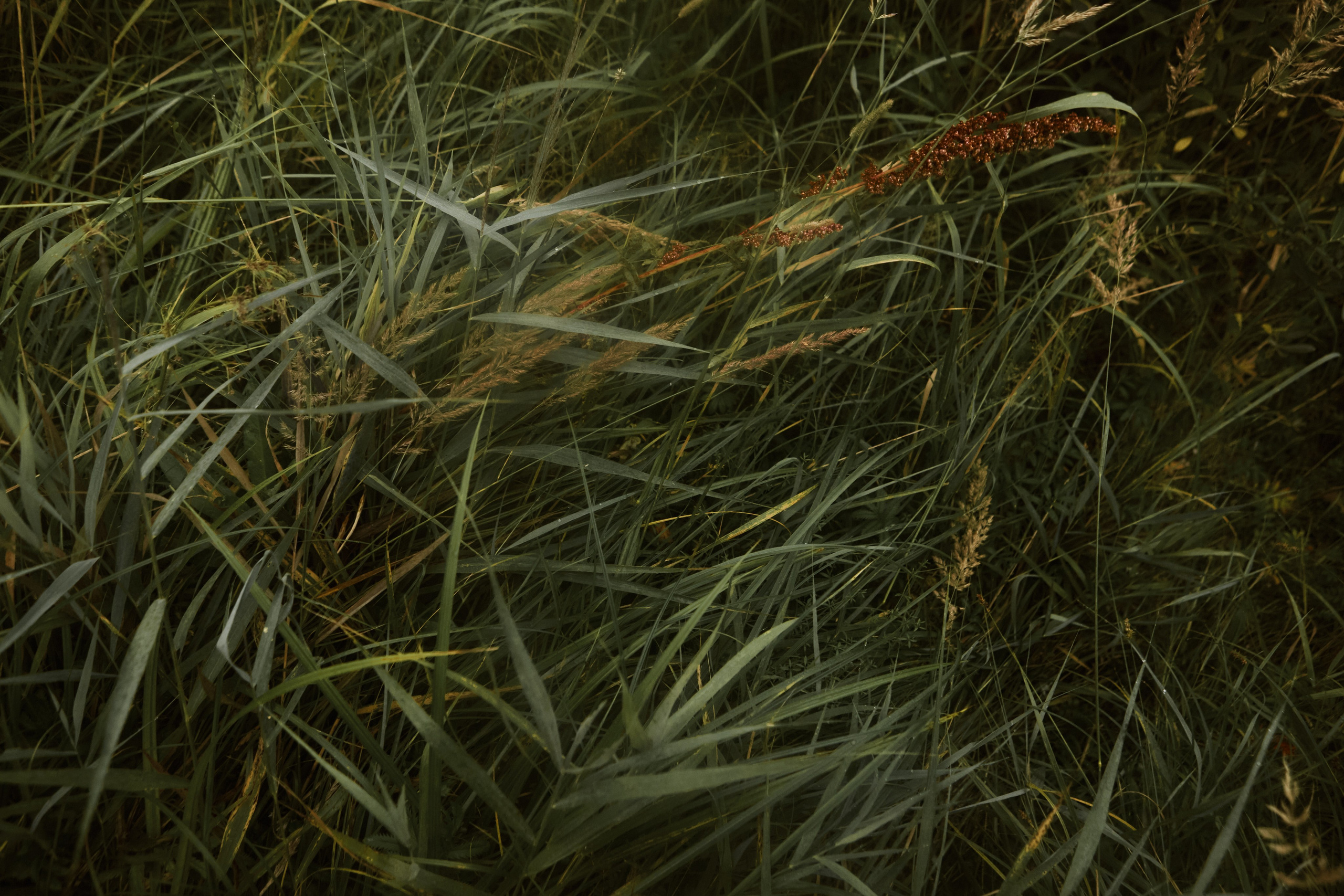 Индивидуальная фотосессия на природе. Портретный фотограф Калагина Светлана