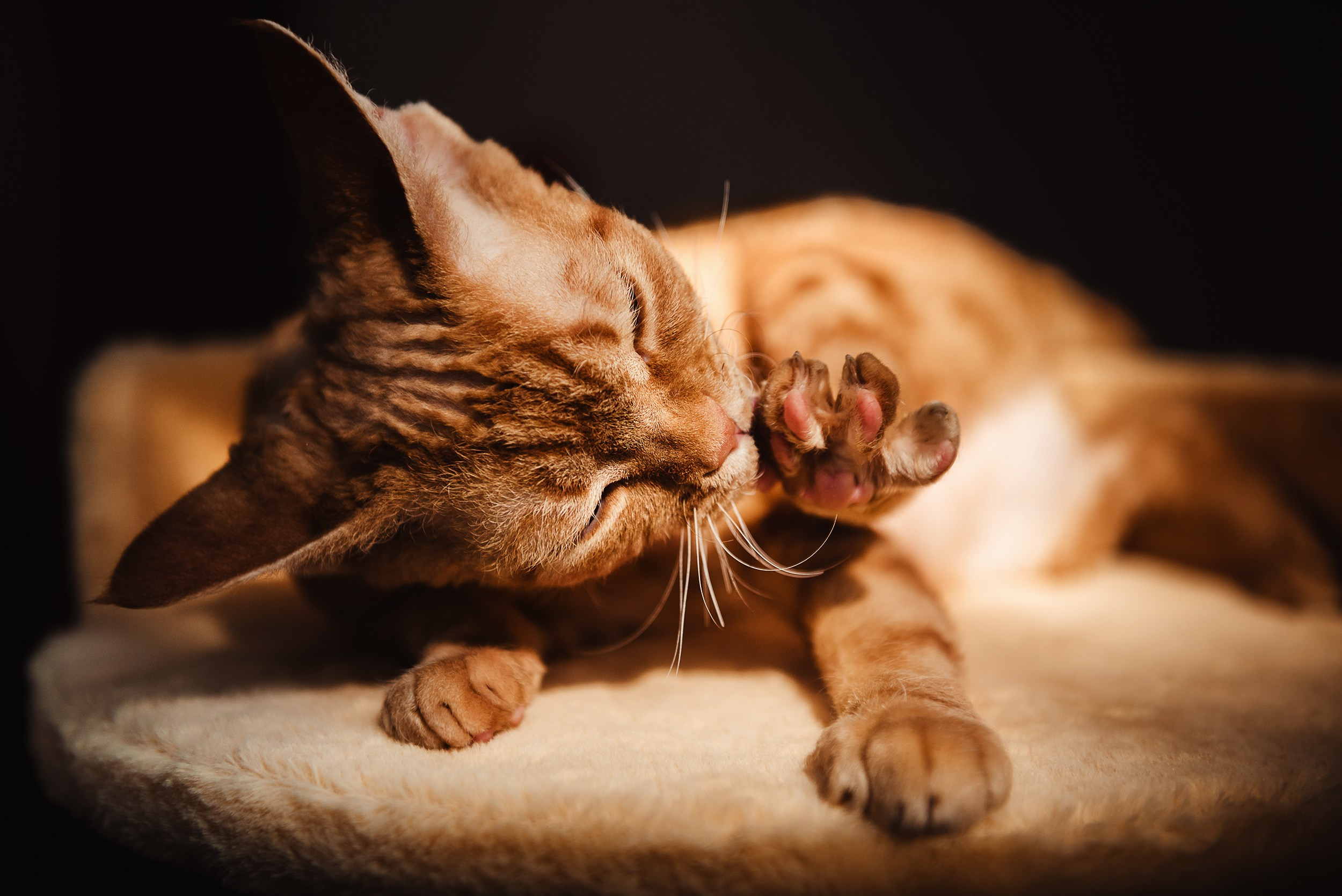 Кошка. Семейный Фотограф в Москве Ирина Хохлова