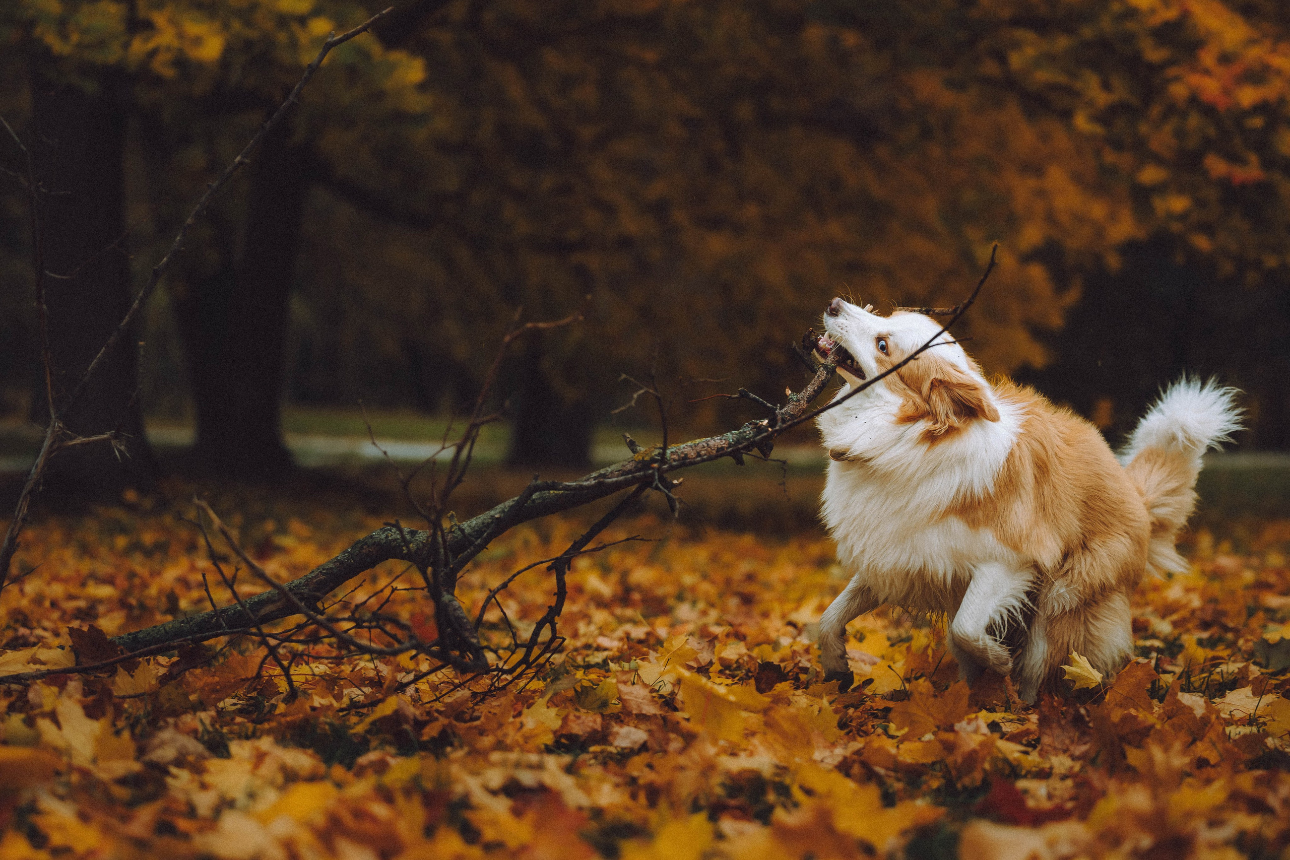 Алина, Витя и Асти