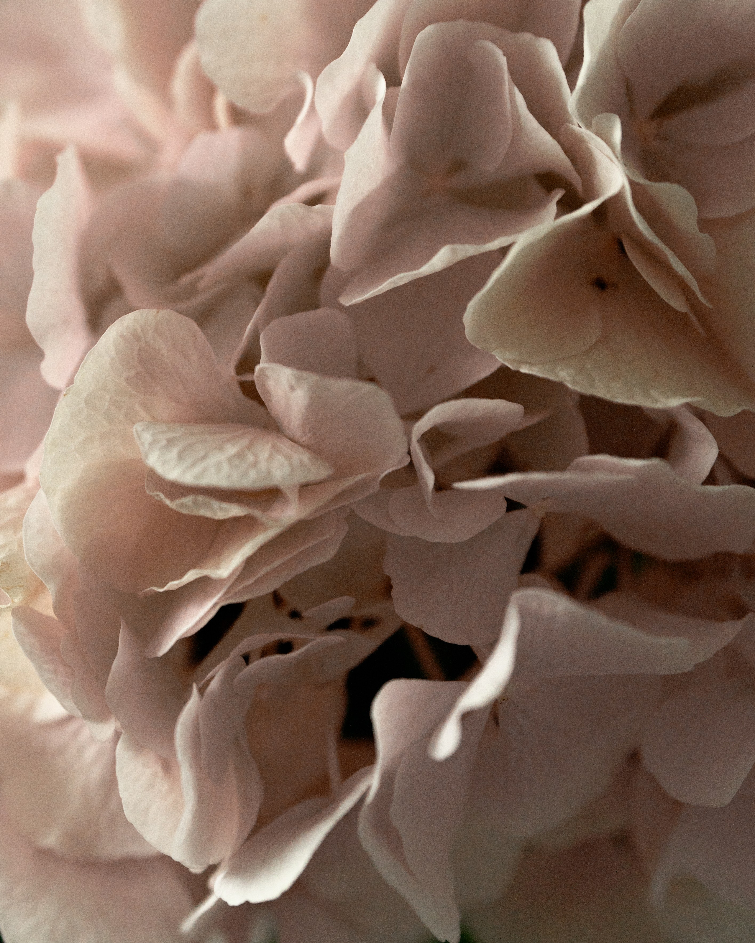 Ольга. Фотограф в Москве Мария Терентьева