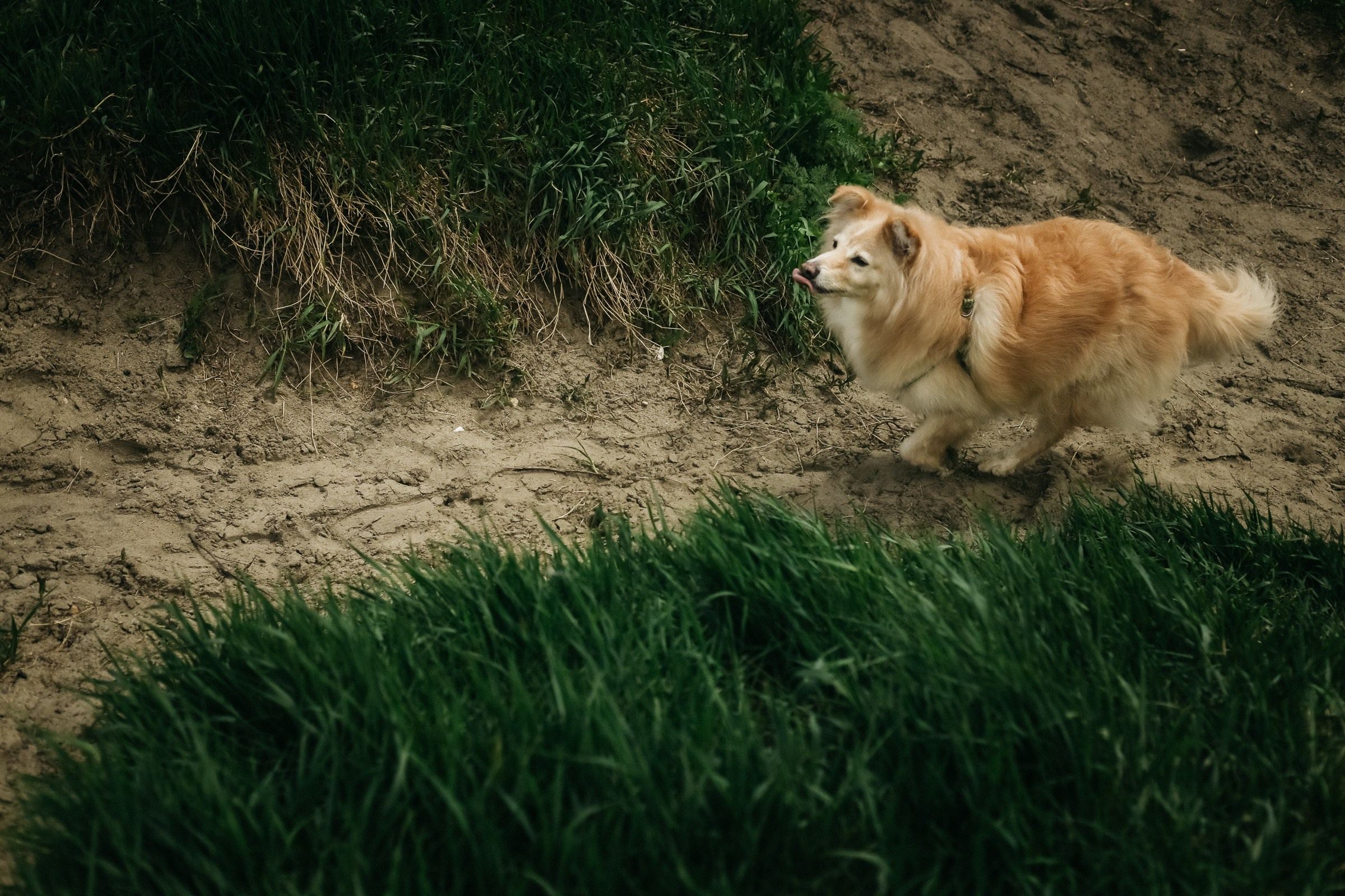 Лаки. Фотограф в Новосибирске