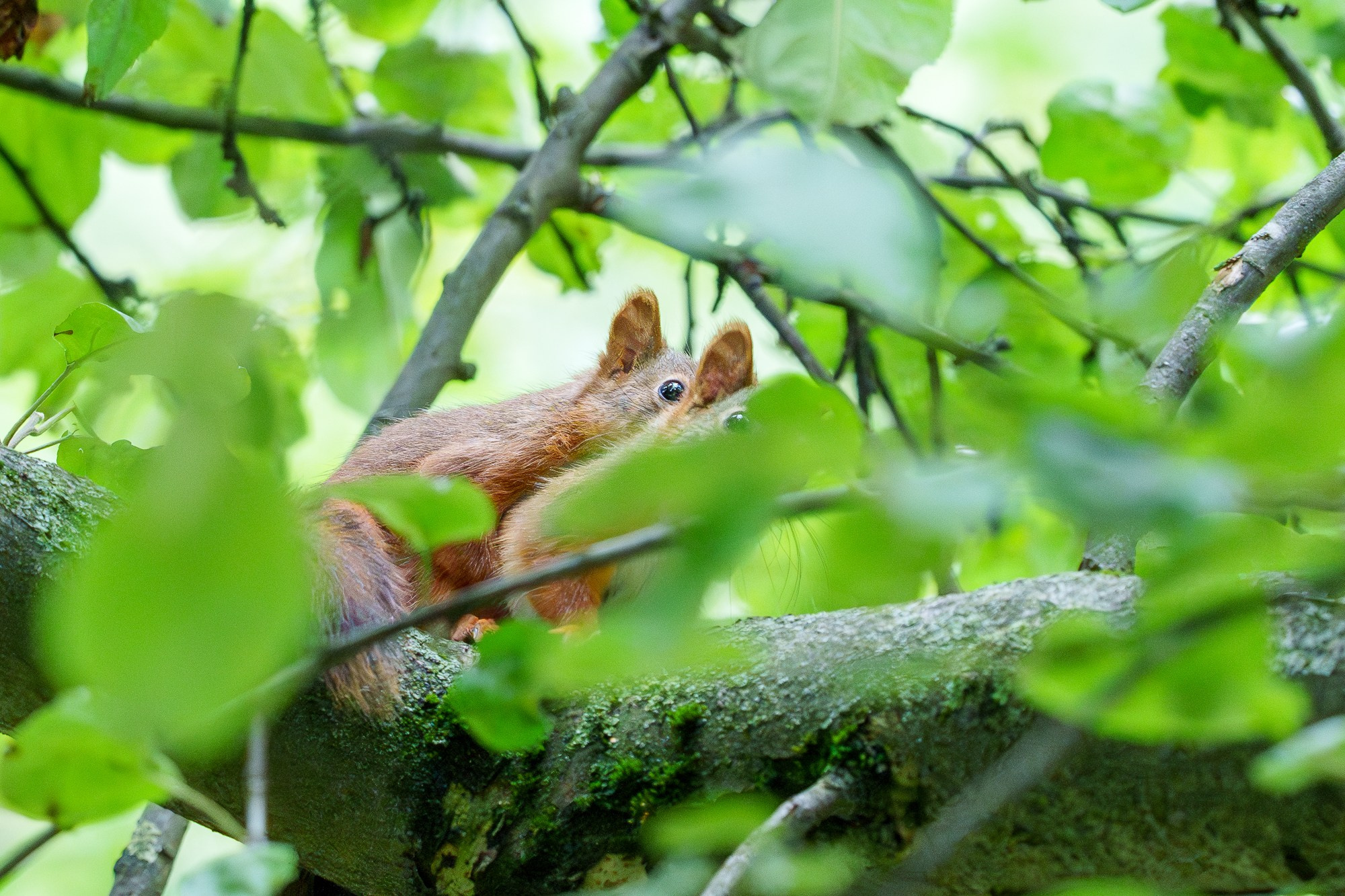 Животные. Ваш личный фотограф Марина Волкова