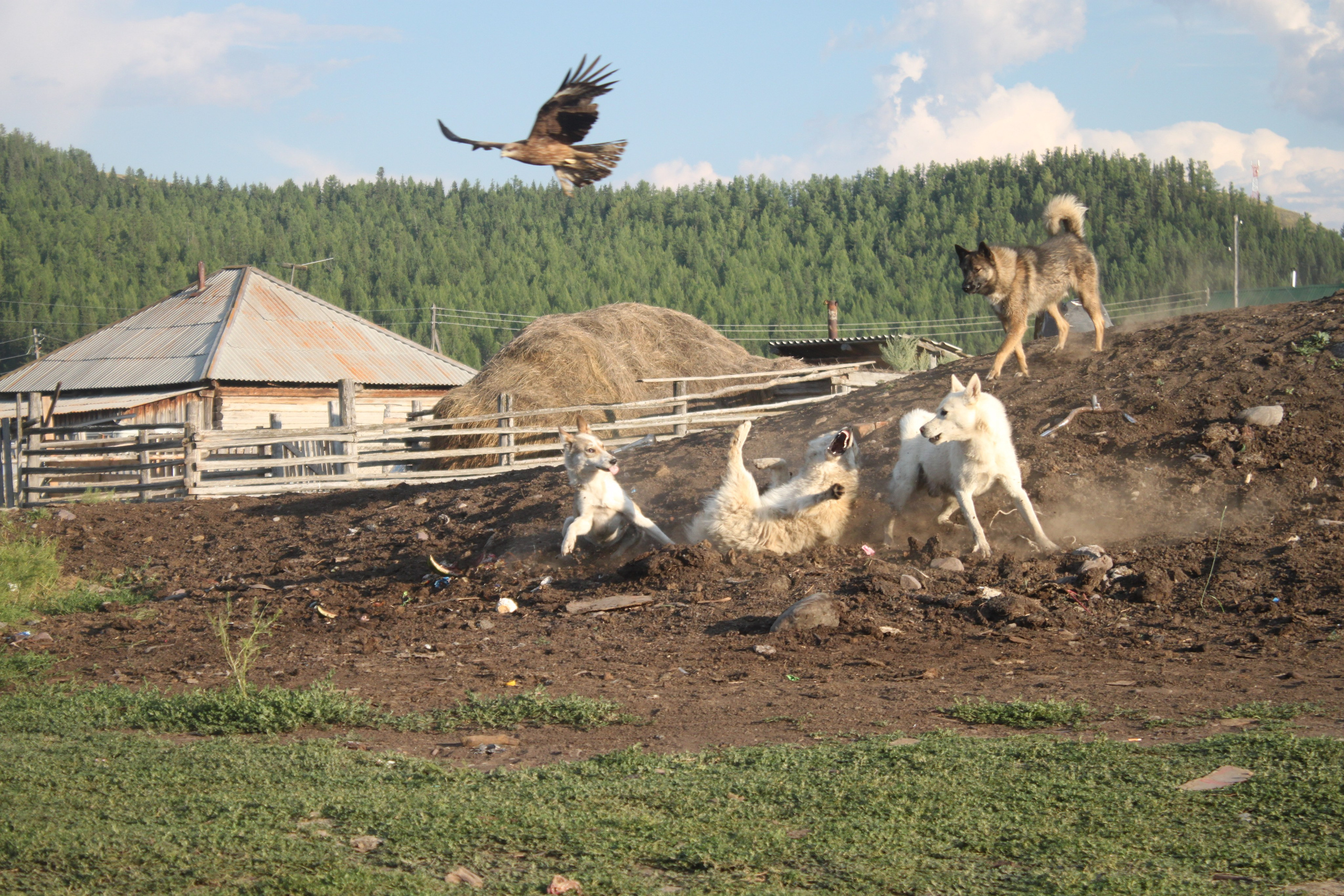 Тындулар. Фотограф Эдуард Алмадаков