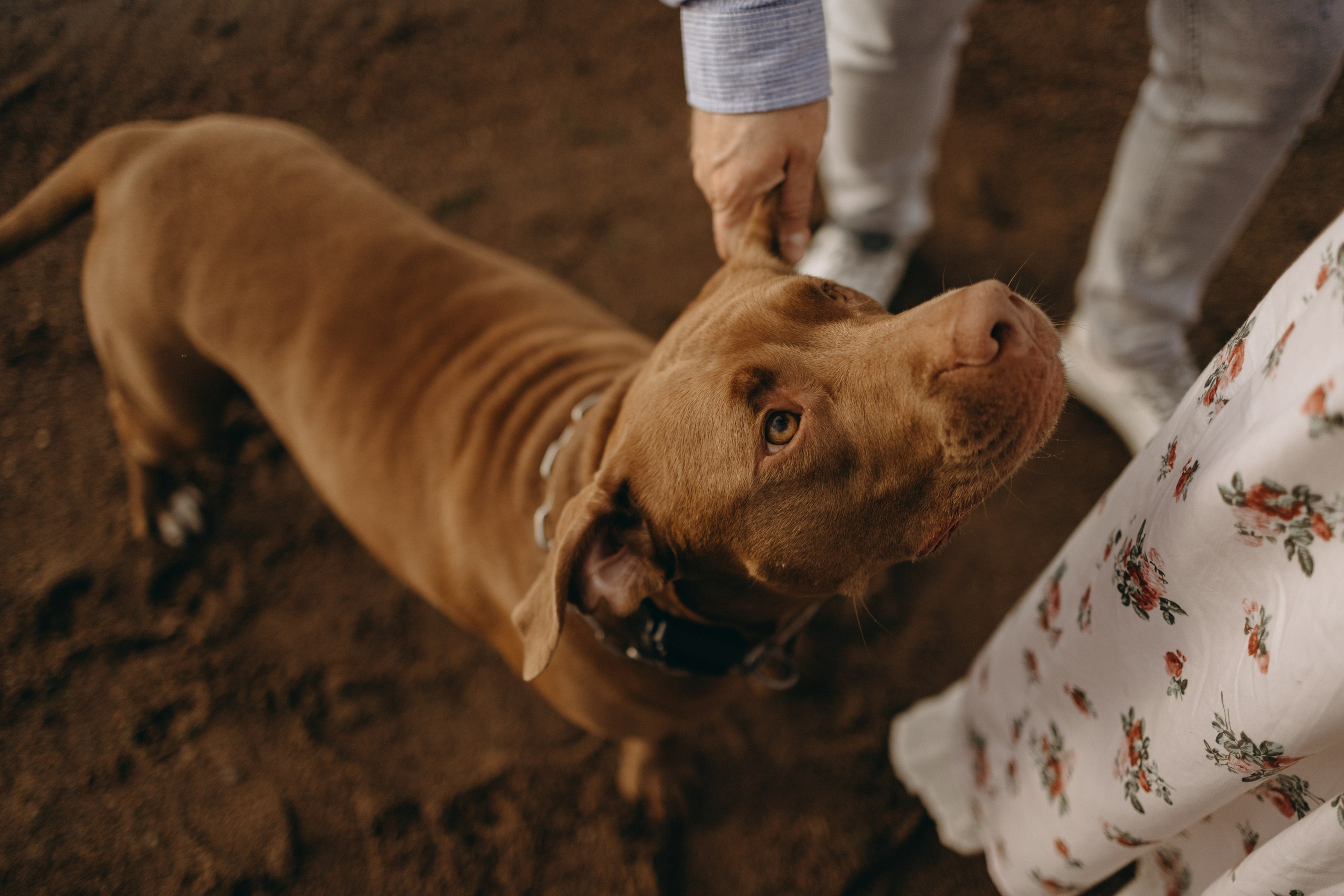 Бонни и ее семья. Фотограф — Анималист | Санкт-Петербург