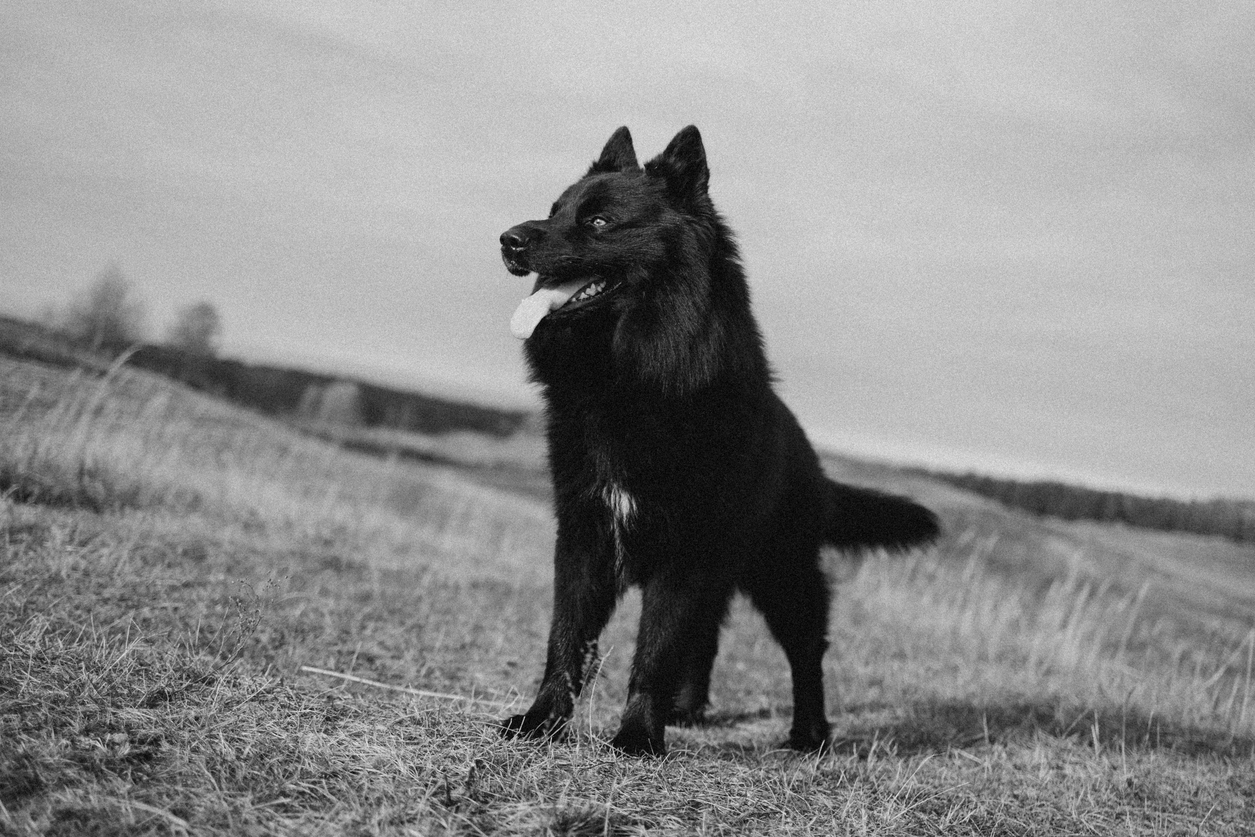 Лора и Джанго. Фотограф — Анималист | Санкт-Петербург