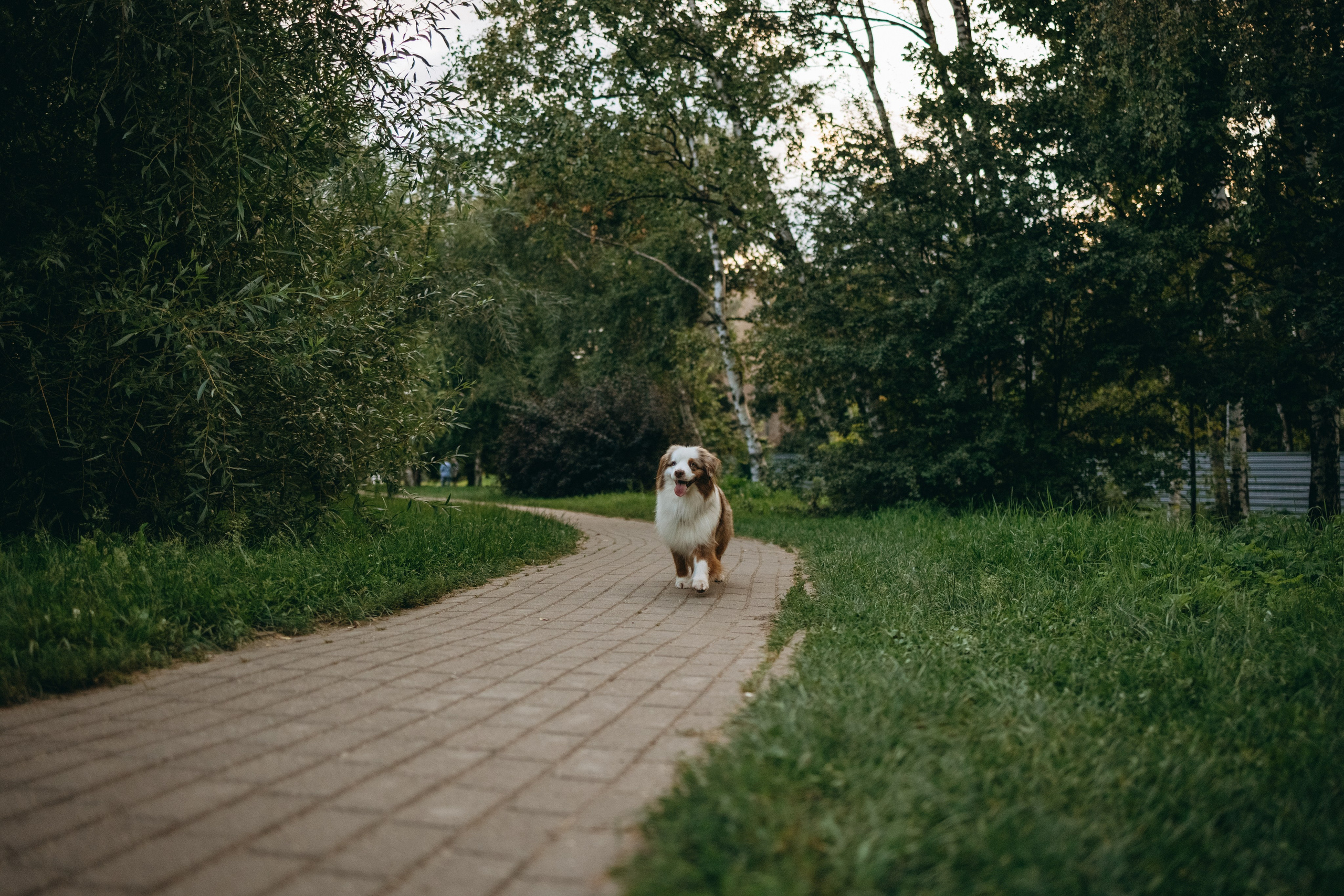 Маша и Эклер. Фотограф — Анималист | Санкт-Петербург