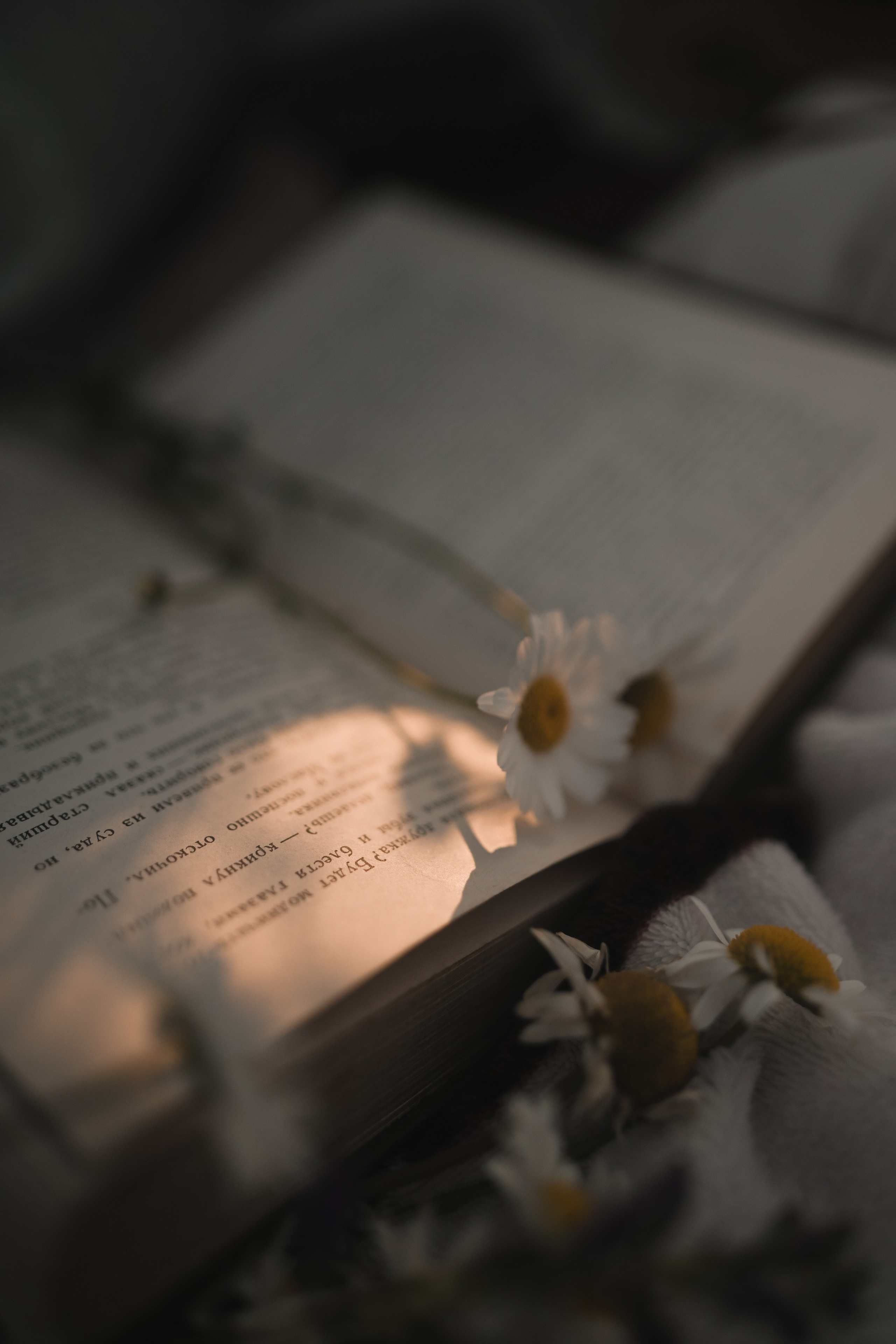 Семейная фотосессия в ромашковом поле в Крыму. Свадебный и семейный фотограф и видеограф, Крым, Москва, Санкт -Петербург