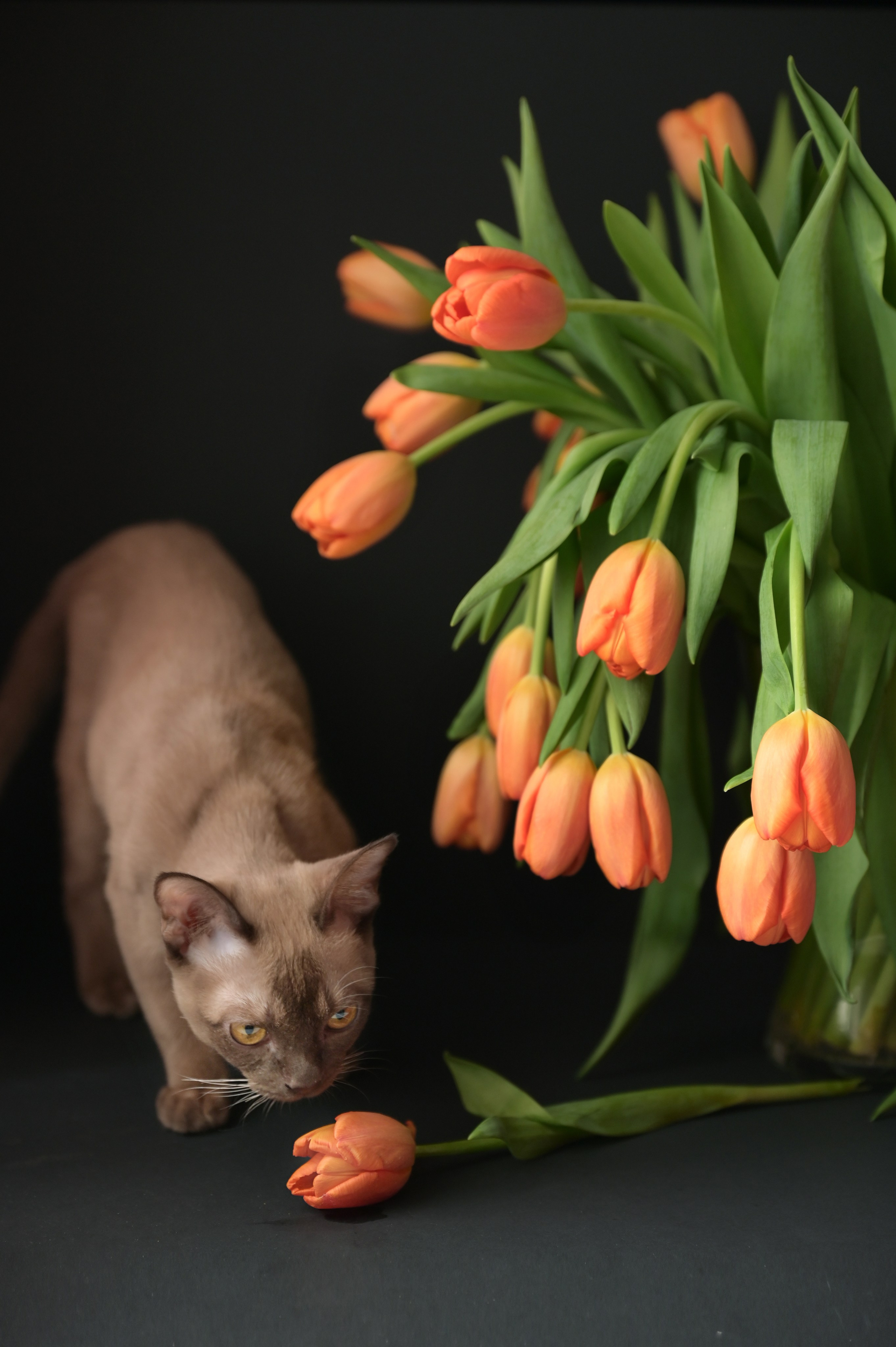 Любимые питомцы. Наталия Моргунова. Фотограф в Королеве и Москве