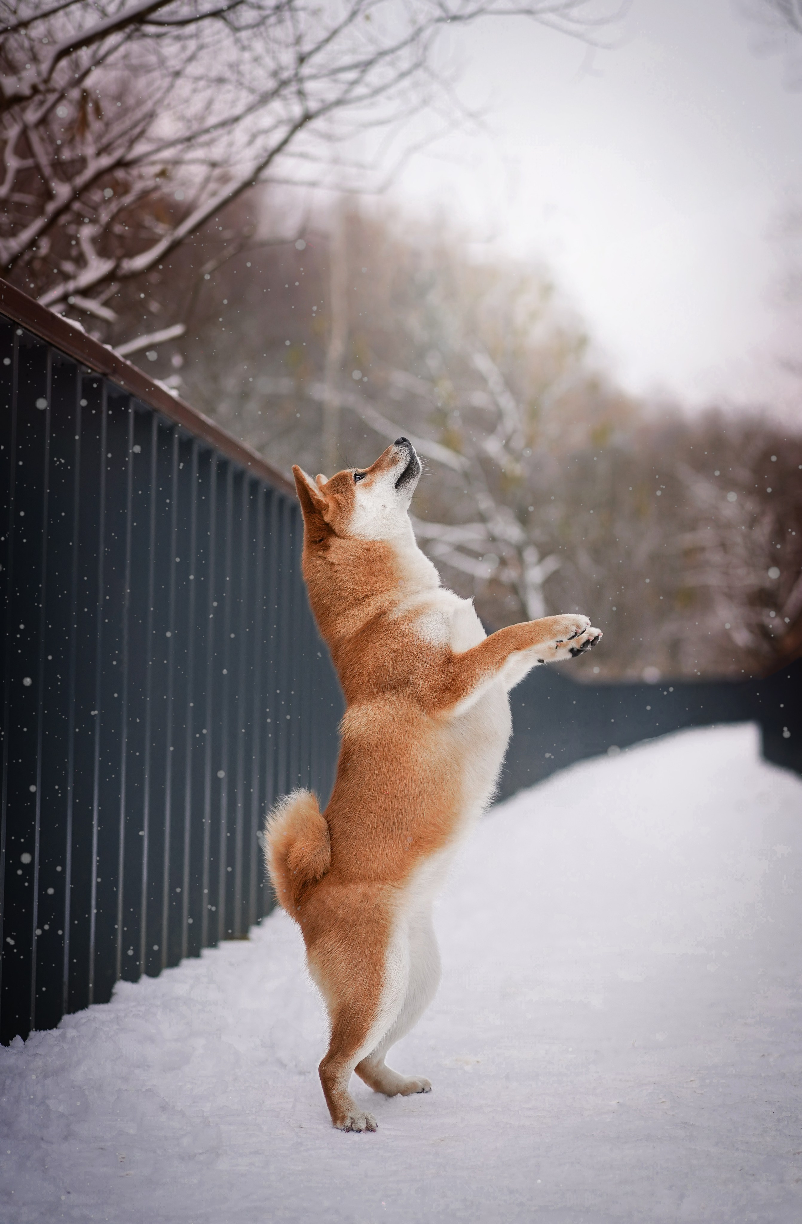 Алина и Юми. Фотограф-анималист в Санкт-Петербурге Яна Мартынова