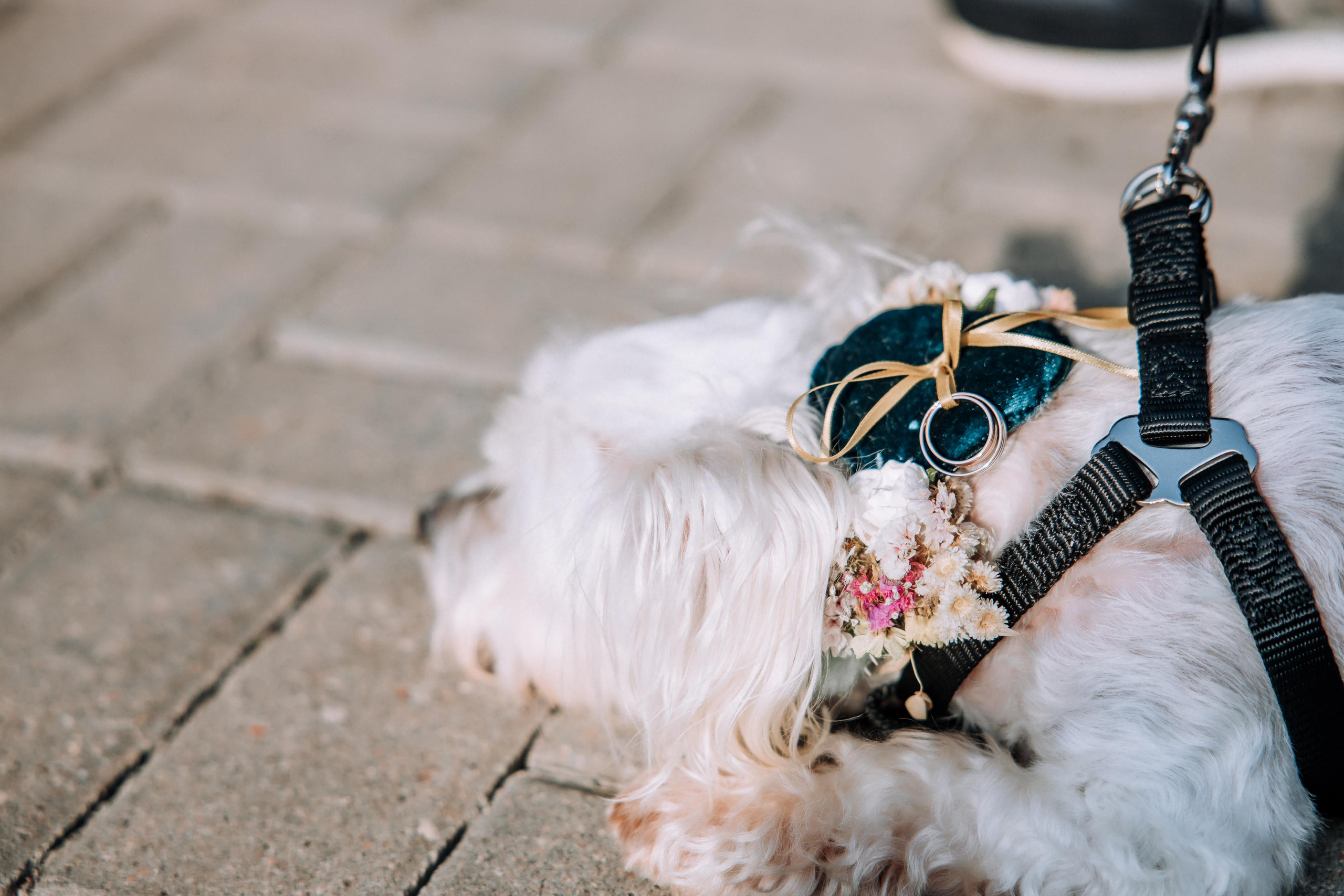 26.09.20 Сергей и Анна. Свадебный фотограф Минск РБ