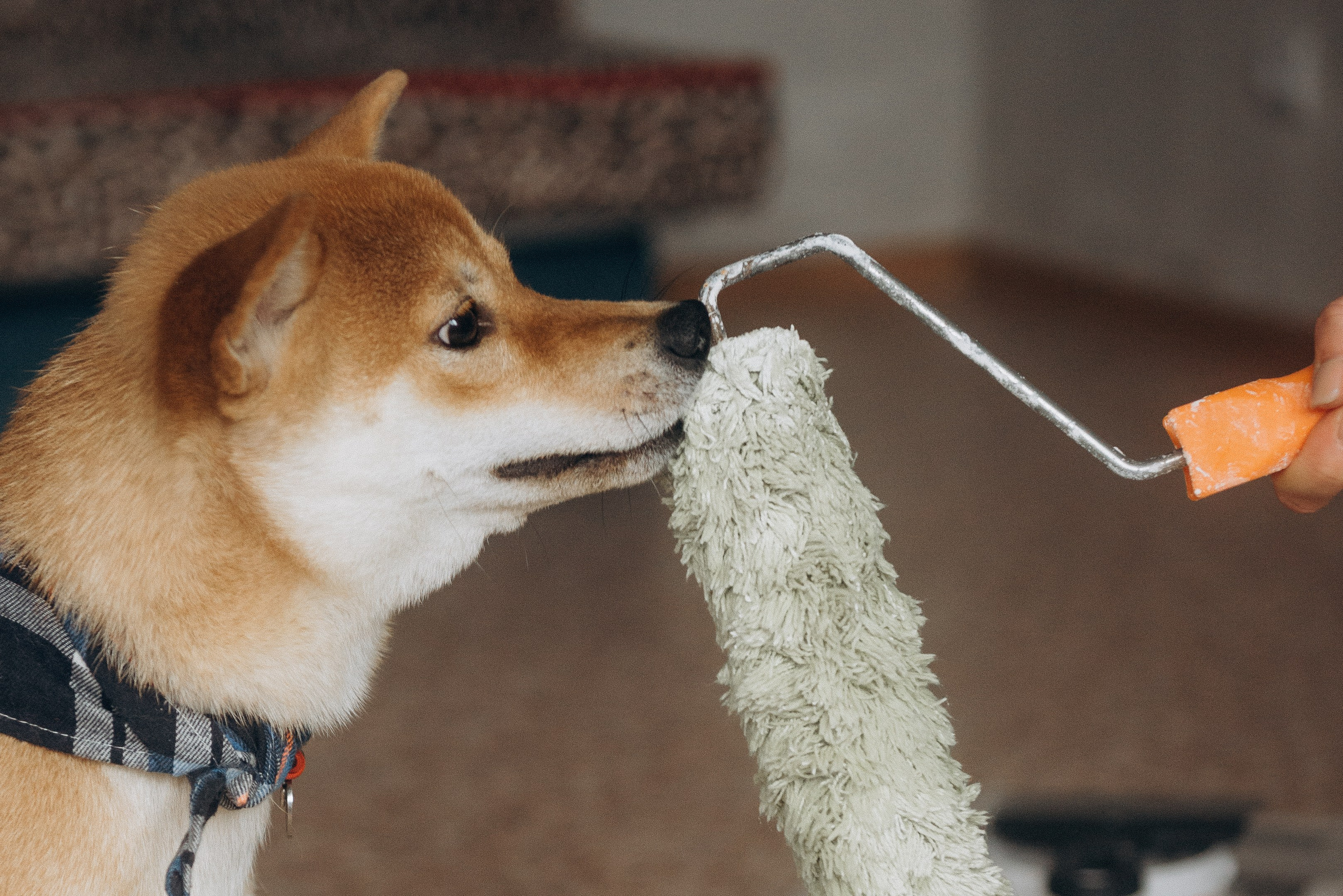 Ремонтники: Тася и Сиба. Ирина Метелица фотограф на Шикотане