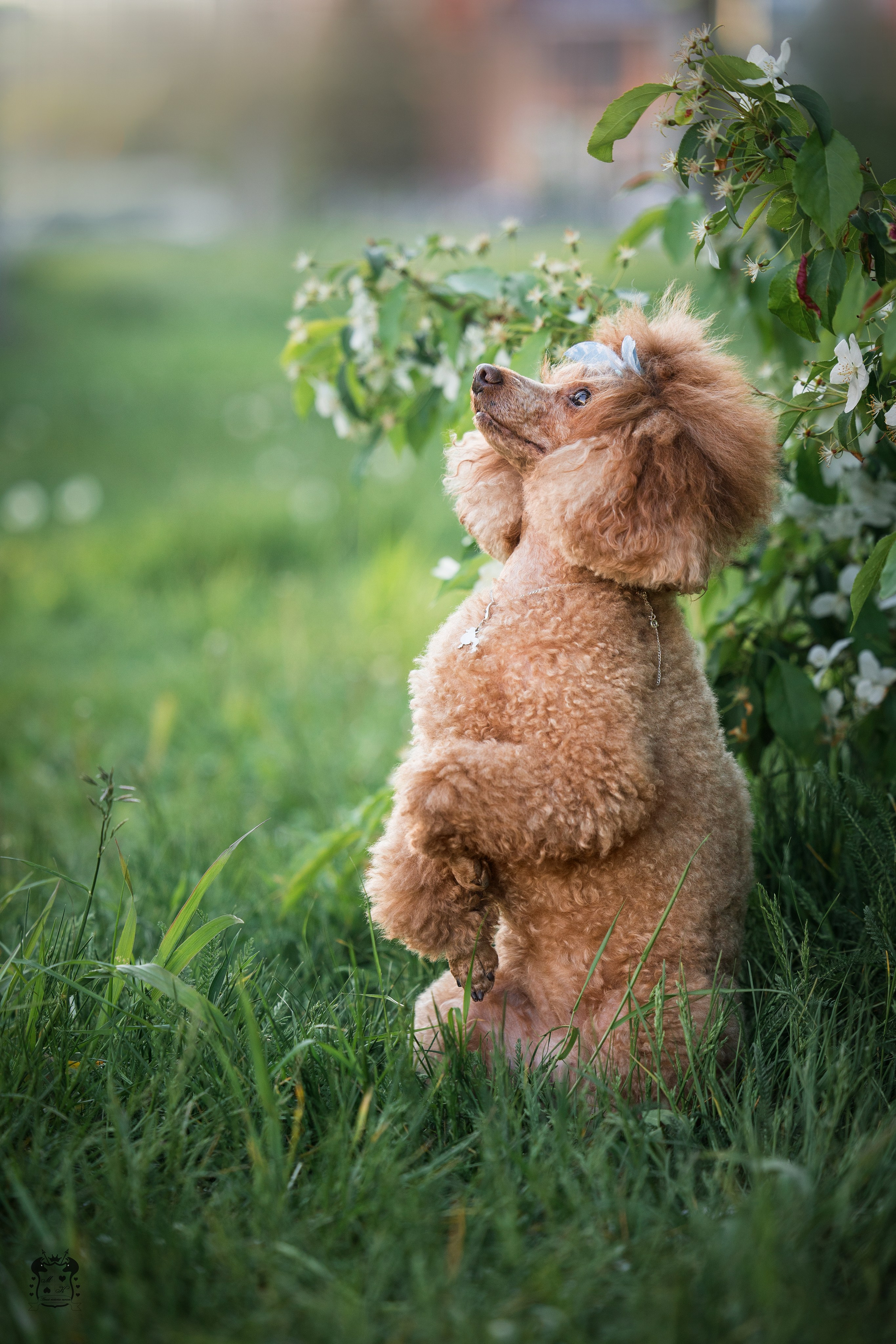 Портфолио. Фотограф-анималист в Екатеринбурге Марина Шишкина