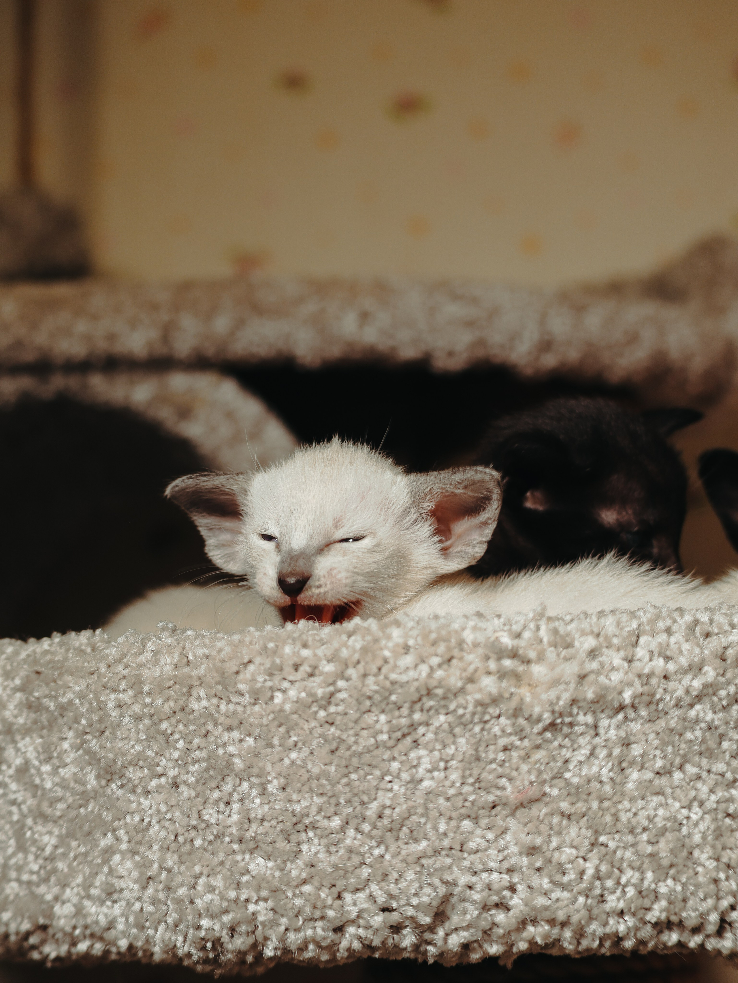 Питомцы. Кинематографичный фотограф, видеограф Лина Плешакова, Санкт-Петербург