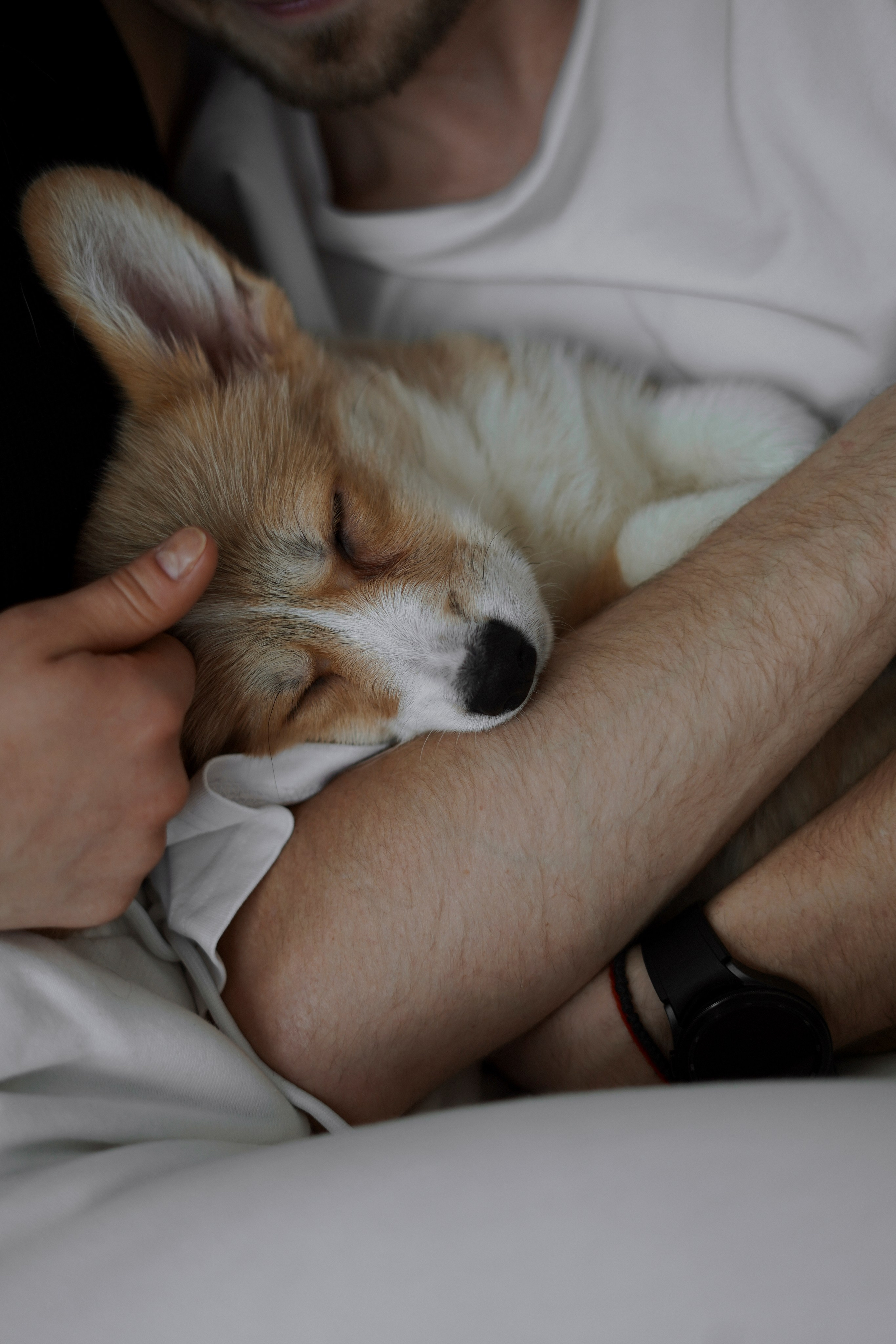 Антон&Марина&Дарси. Ваш фотограф Анастасия Болотникова