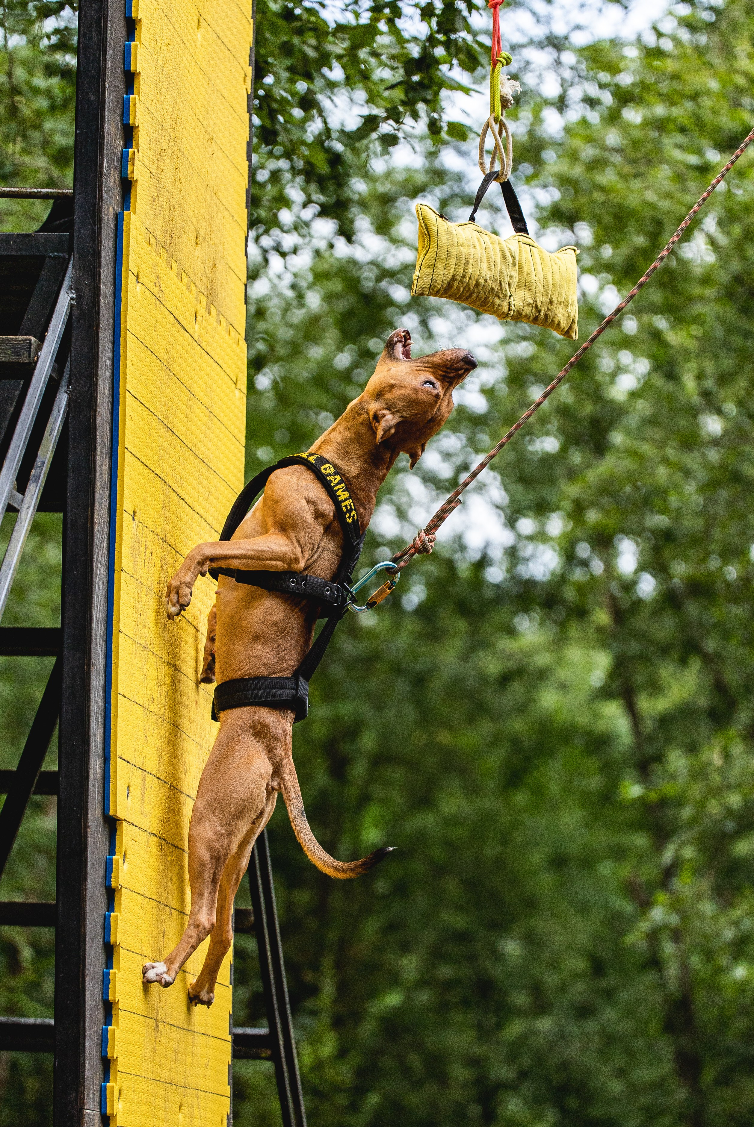 Питстафф-многоборье. Фотограф для людей и их питомцев Вика Шальнева