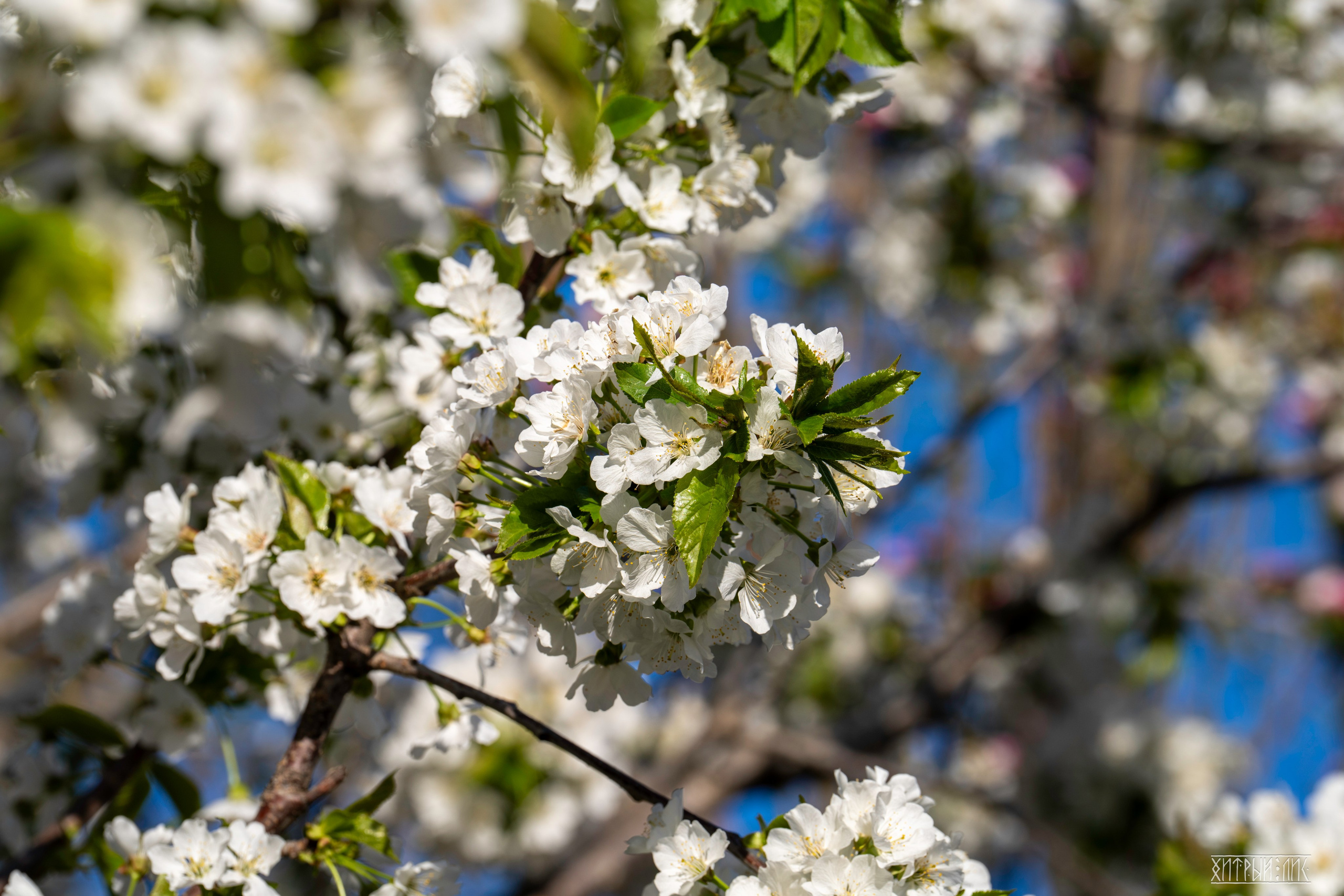Пекин. Фотограф-путешественник Самойлов Максим «Sly Fox»