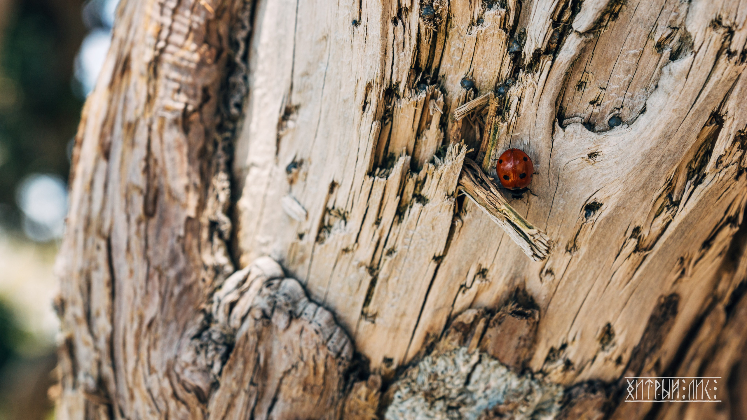 Кипр. Фотограф-путешественник Самойлов Максим «Sly Fox»