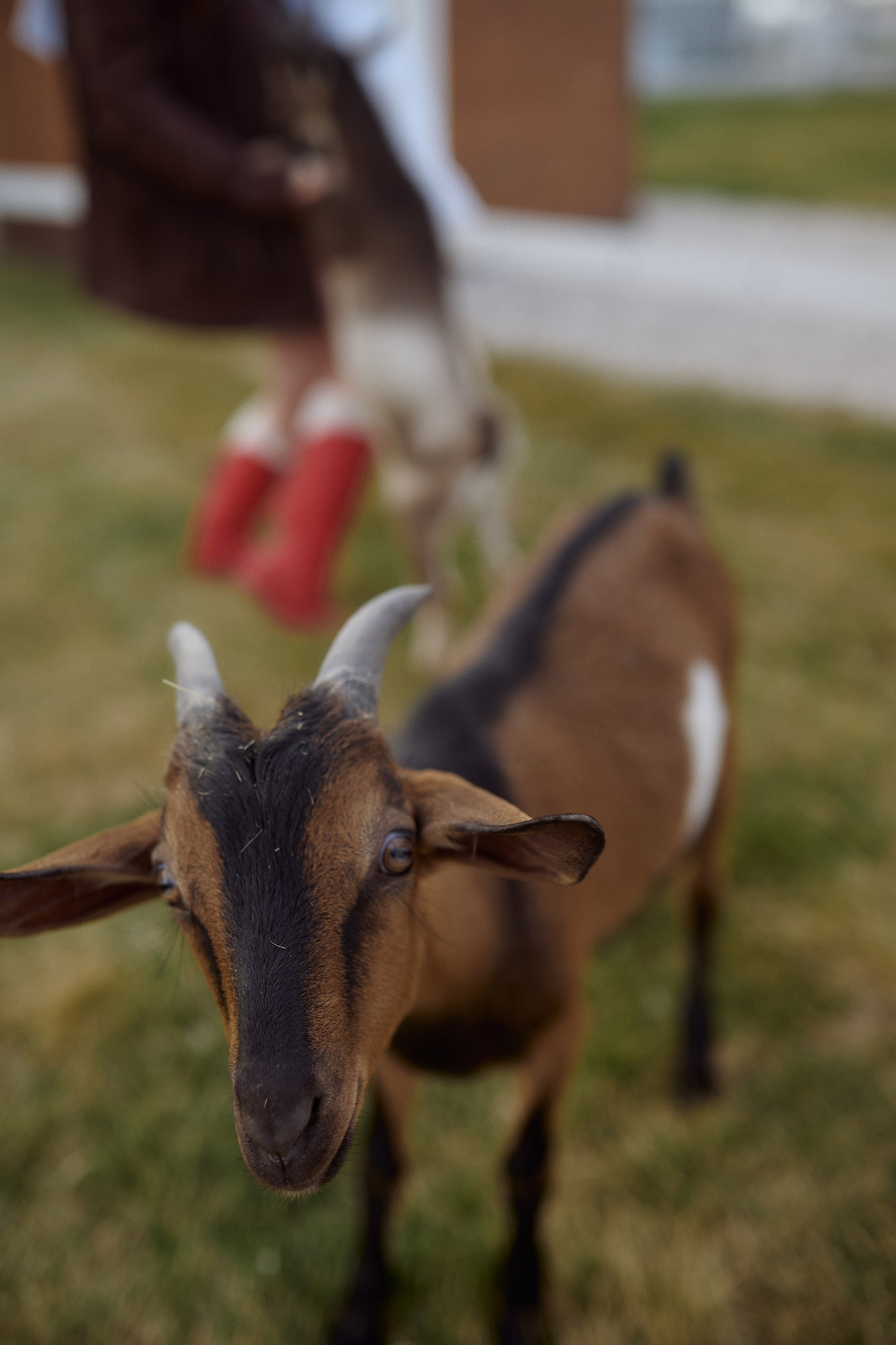 Кристина и Ариша на ферме. Семейный и свадебный lifestyle-фотограф в Москве Мария Петрова
