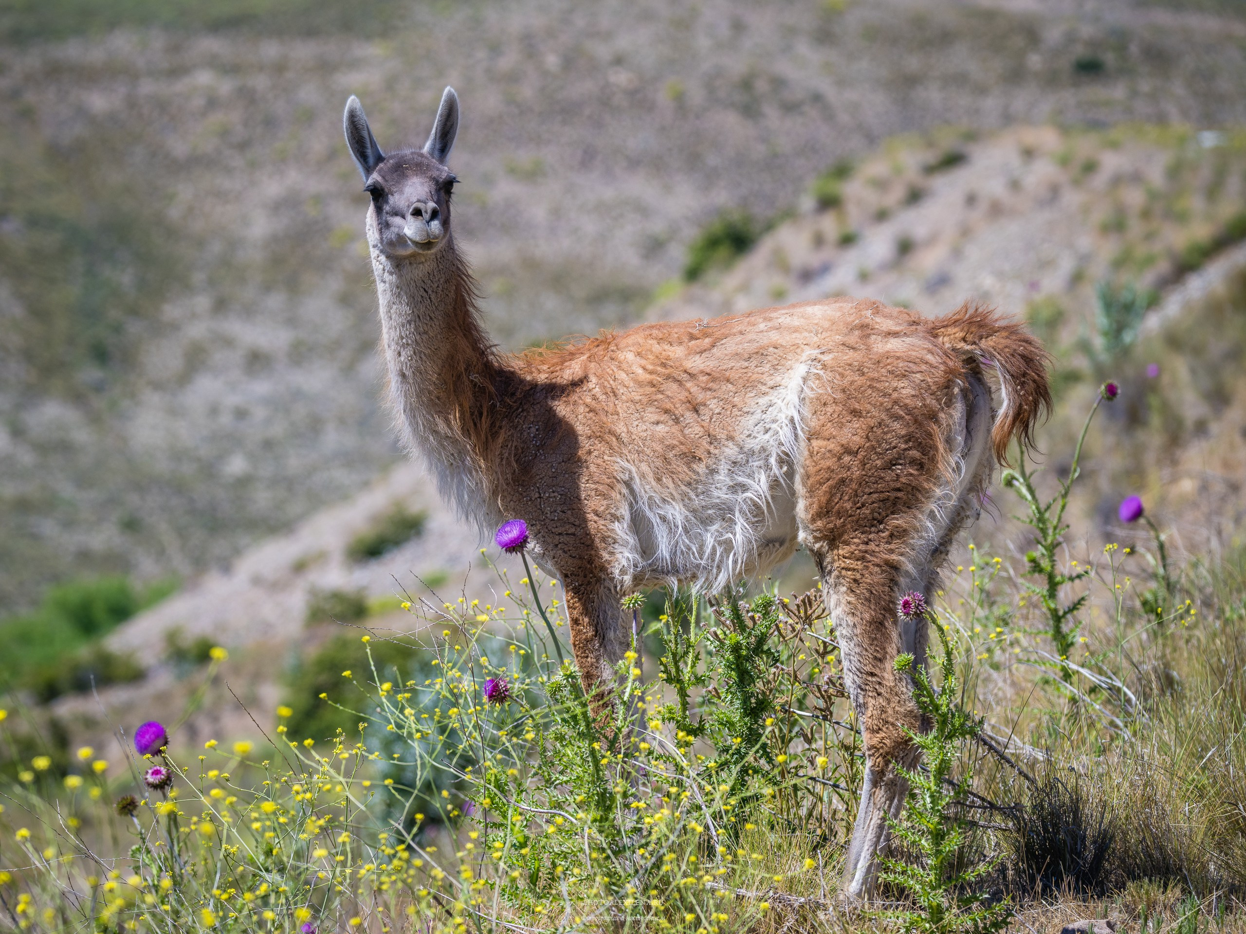 Озёрный край Барилоче. Авторские стильные фотокартины