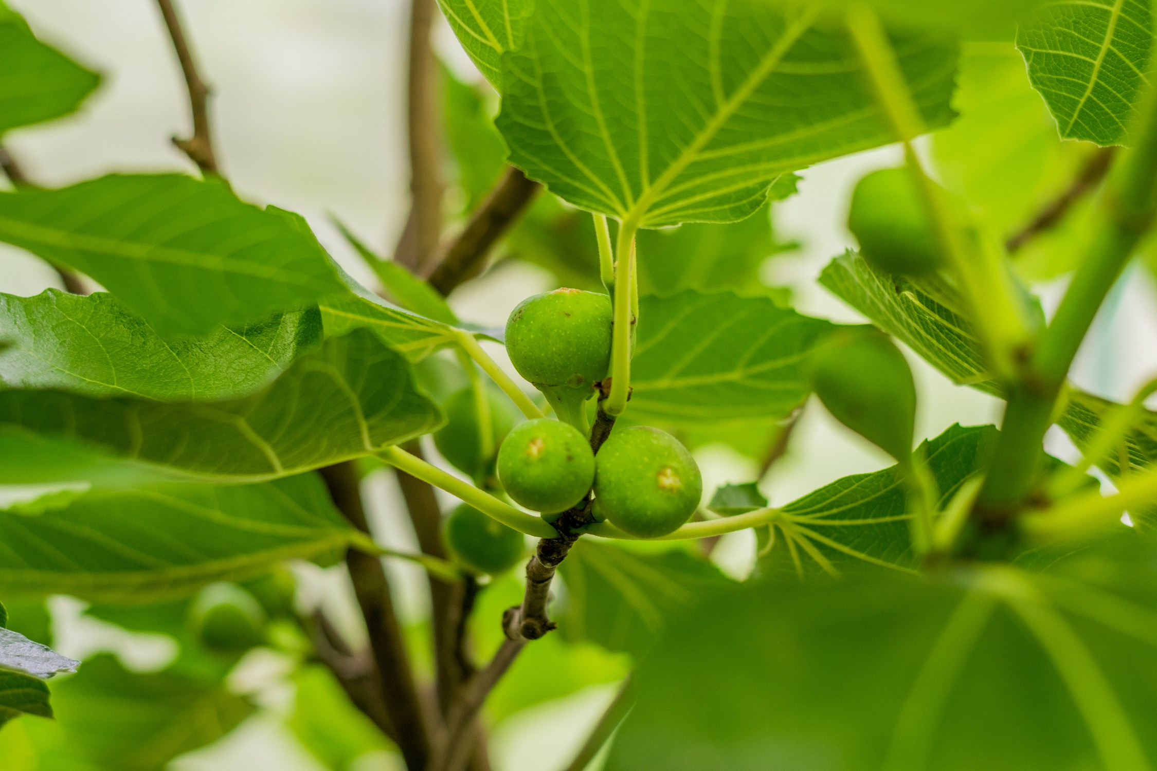 Антон Курдюмов фотограф в Хабаровске Рина Курдюмова фото27 foto27 Антон Дорофеев репортажный репортаж документалист Тони и Рина фотосоздатели Виноградники Хехцир 2024 Хабаровск виноград дикий фермер фермерство дачный сезон