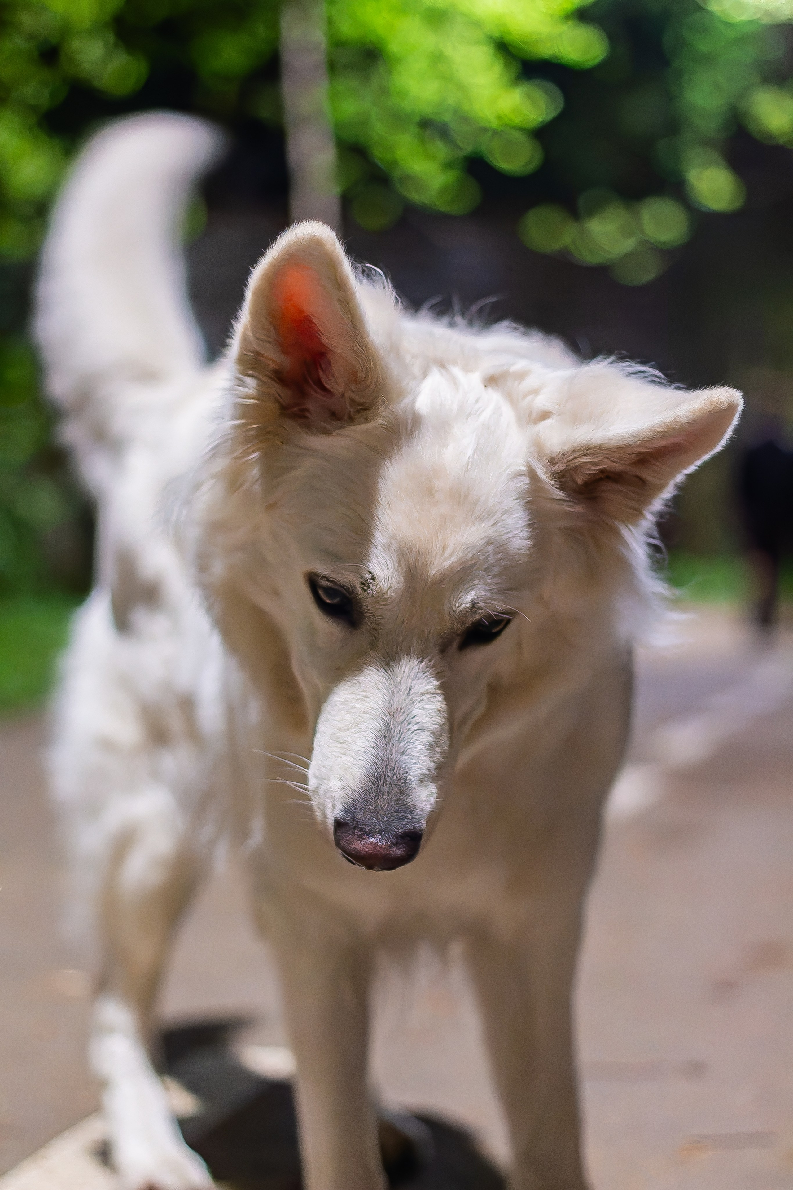 Я в душе волк!. Фотограф • Орехово-Зуево • Балашиха • TEFO