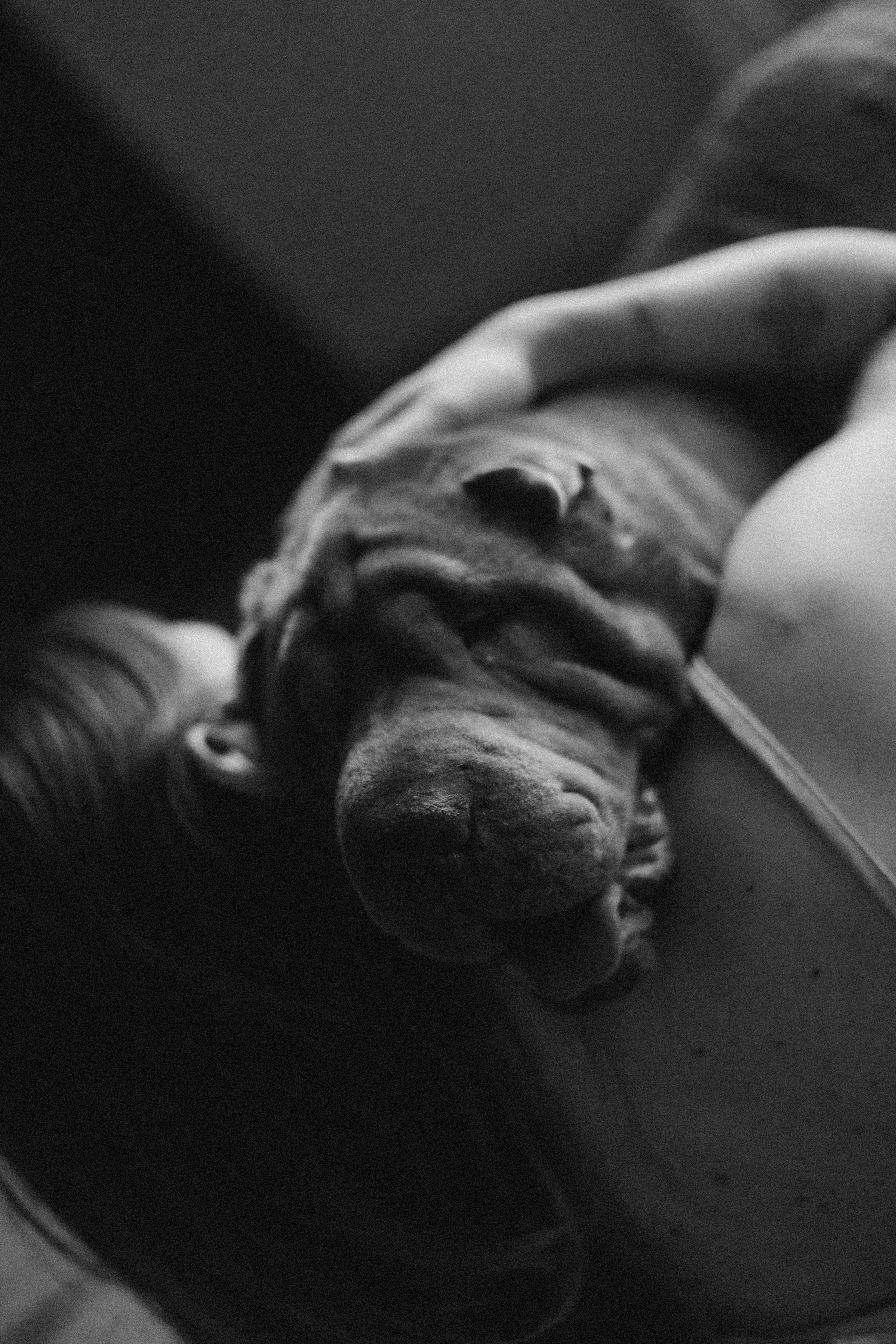 Ульяна и Вагнер. Фотограф — Анималист | Санкт-Петербург