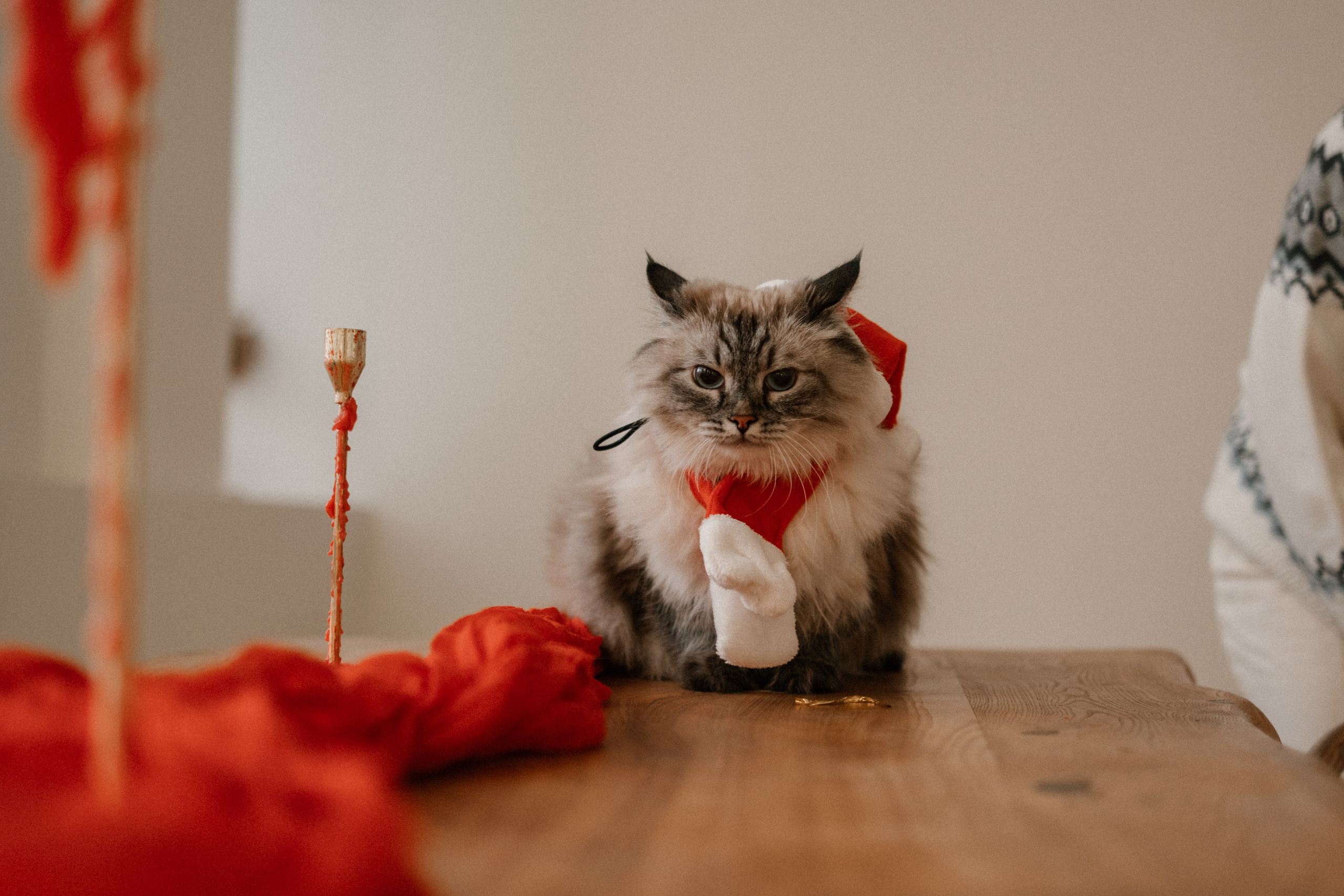 Камилла и ее девочки. Фотограф — Анималист | Санкт-Петербург