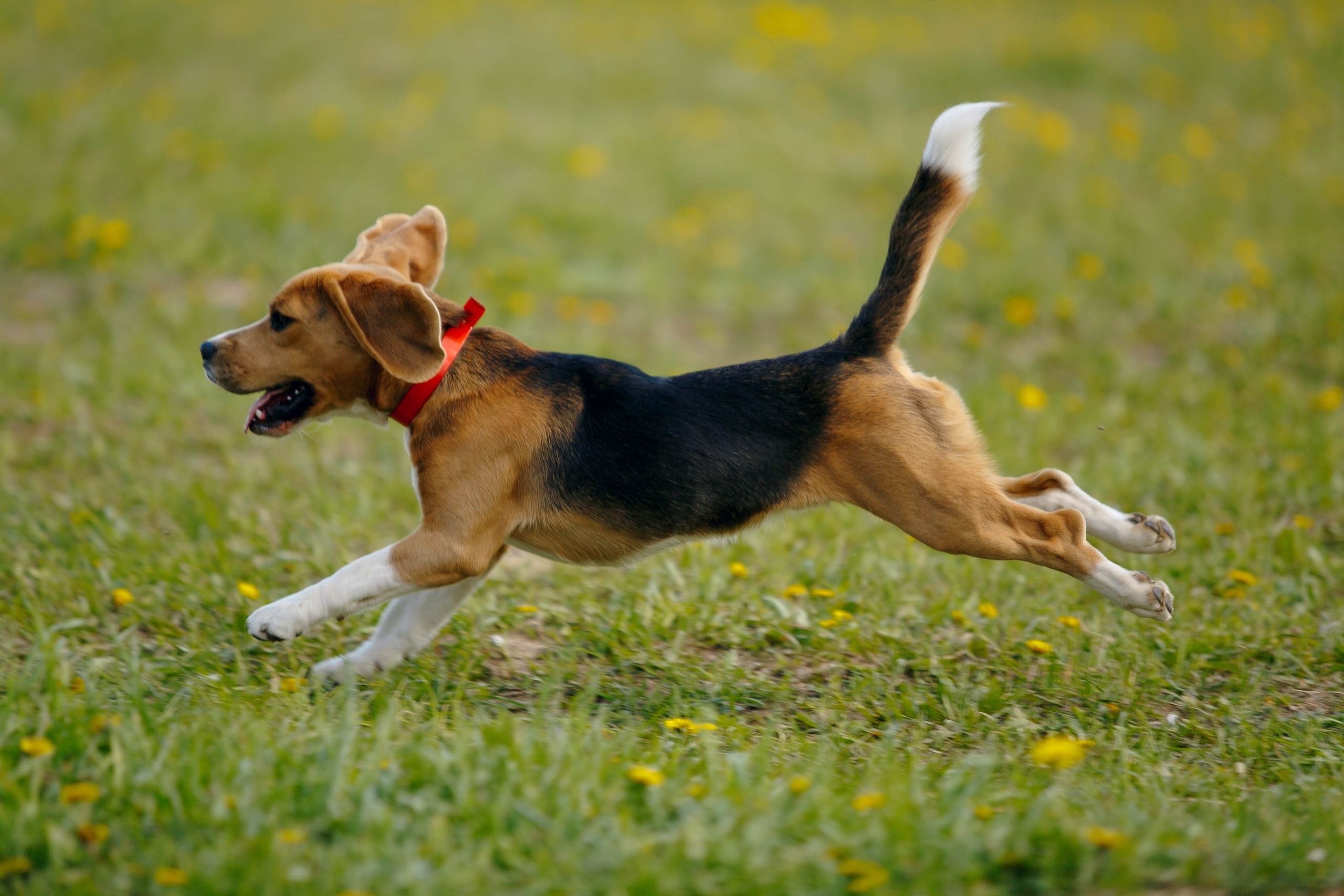 Фестиваль «Пастушьи забавы». Ваш репортажный фотограф Артемий Антонов