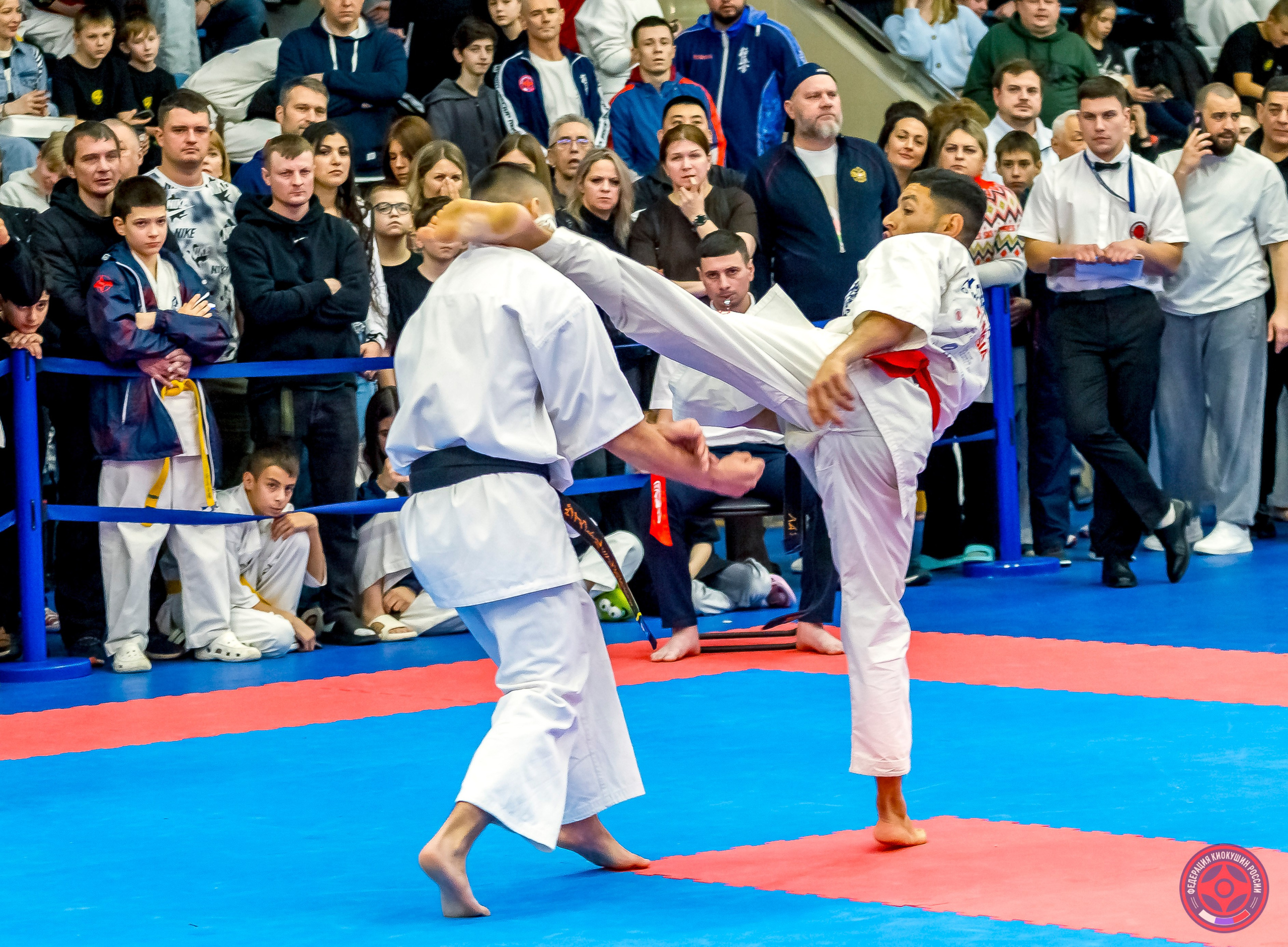 Международный турнир по киокушин «Открытый кубок Seiken». Репортажная съемка в Москве и области. Анималистика