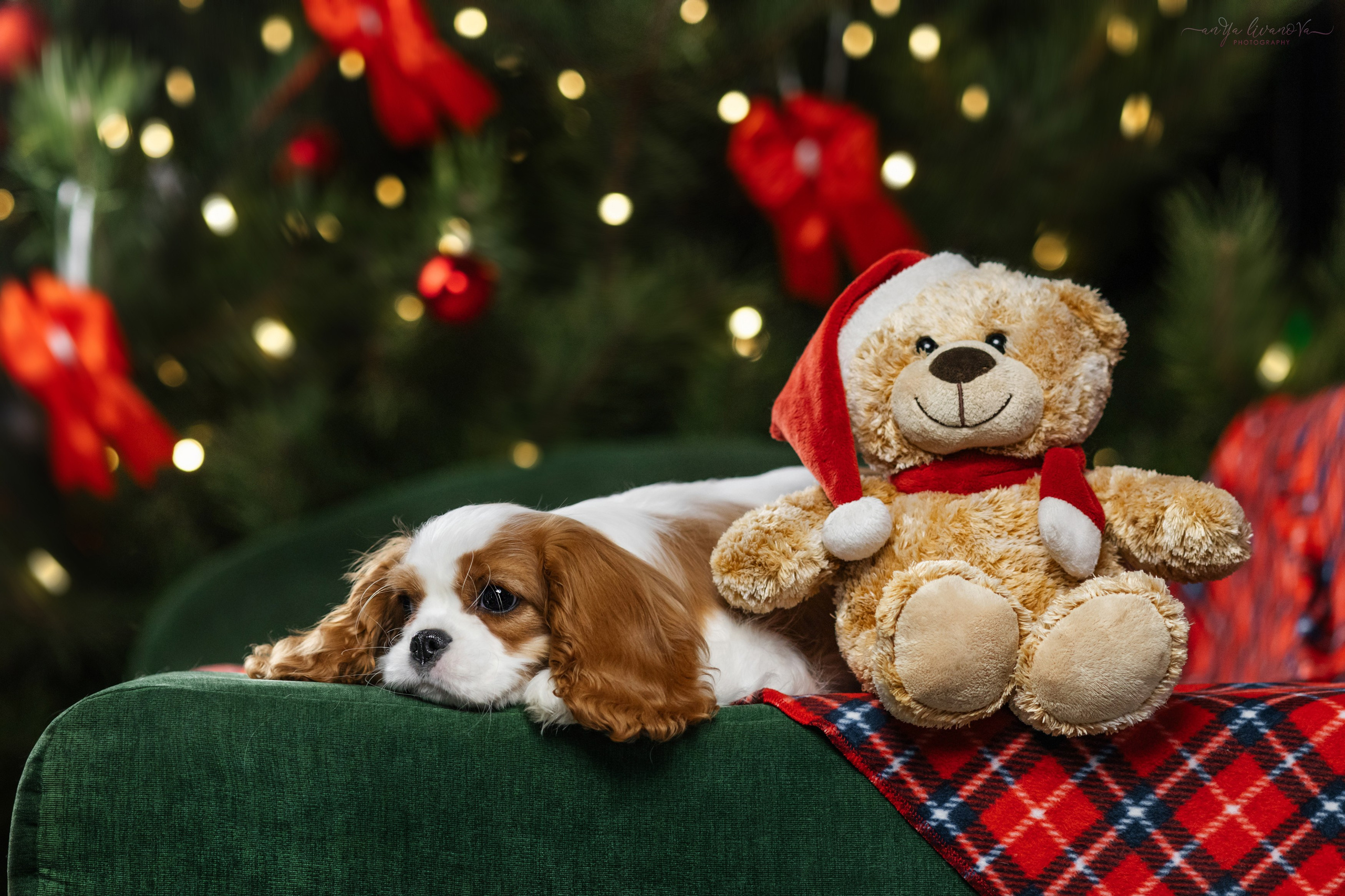 Новогодняя атмосфера в «Simply the Best». Фотограф анималист Аня Ливанова | Рыбинск