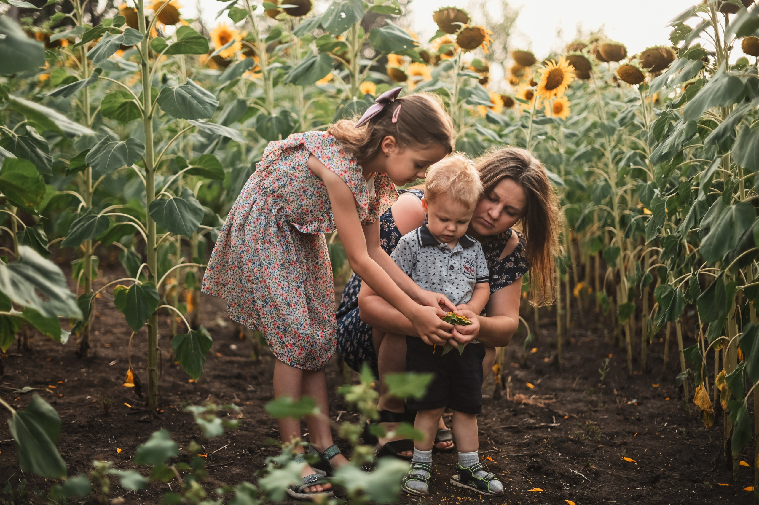 Подсолнухи Света, Даша, Миша, Александр. Фотограф Алёна Мил