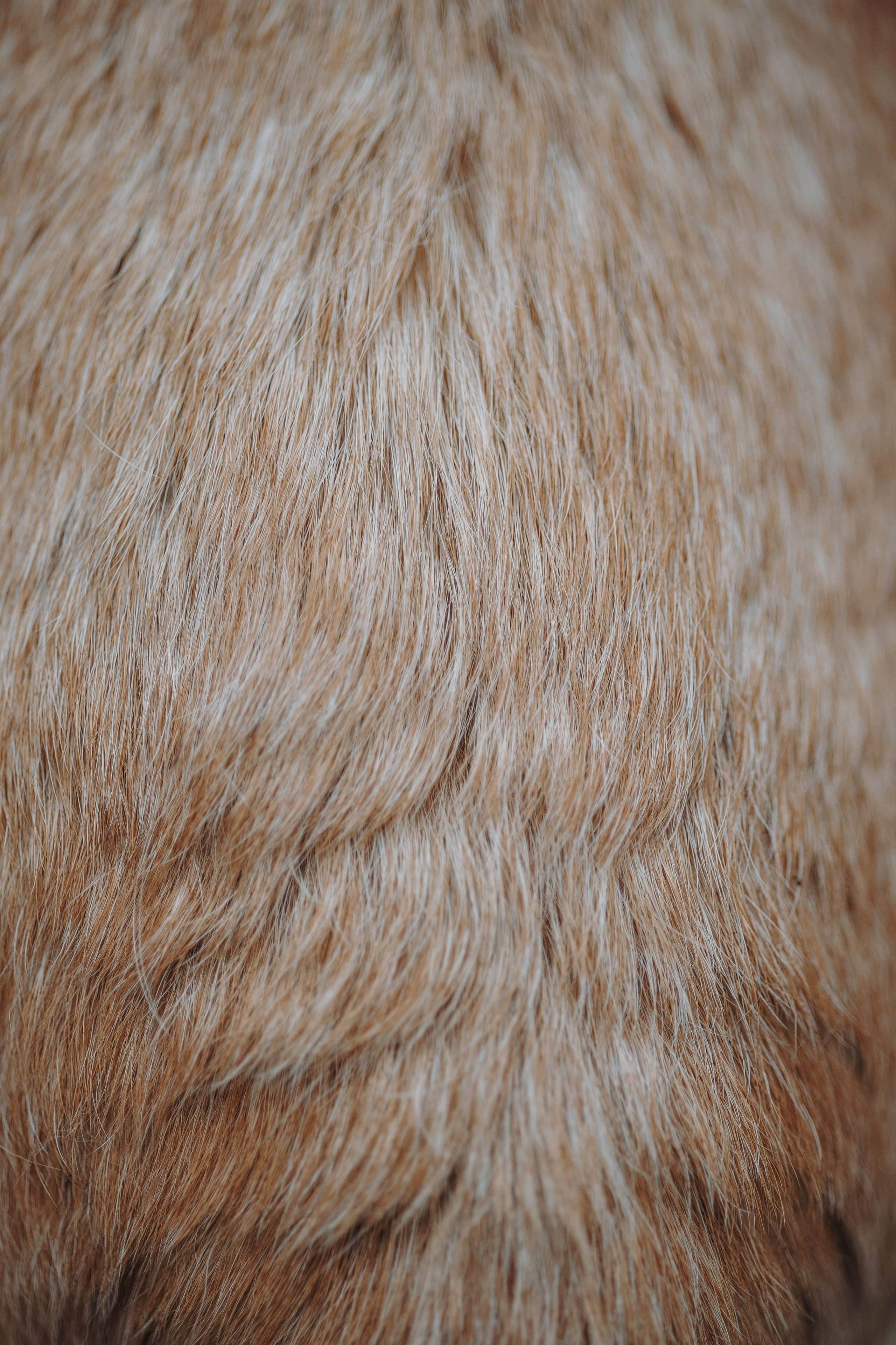 Оксана и Барон. Фотограф — Анималист | Санкт-Петербург