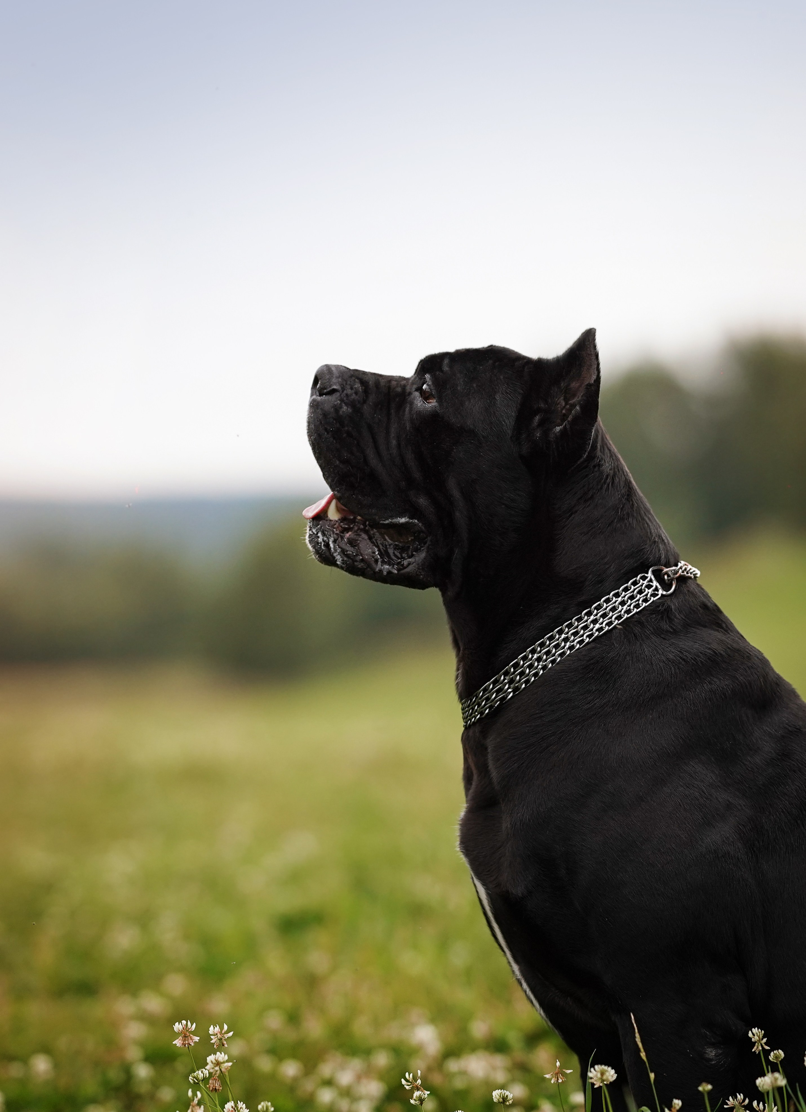 Юлия Костя и Виннер. Фотограф-анималист в Санкт-Петербурге Яна Мартынова