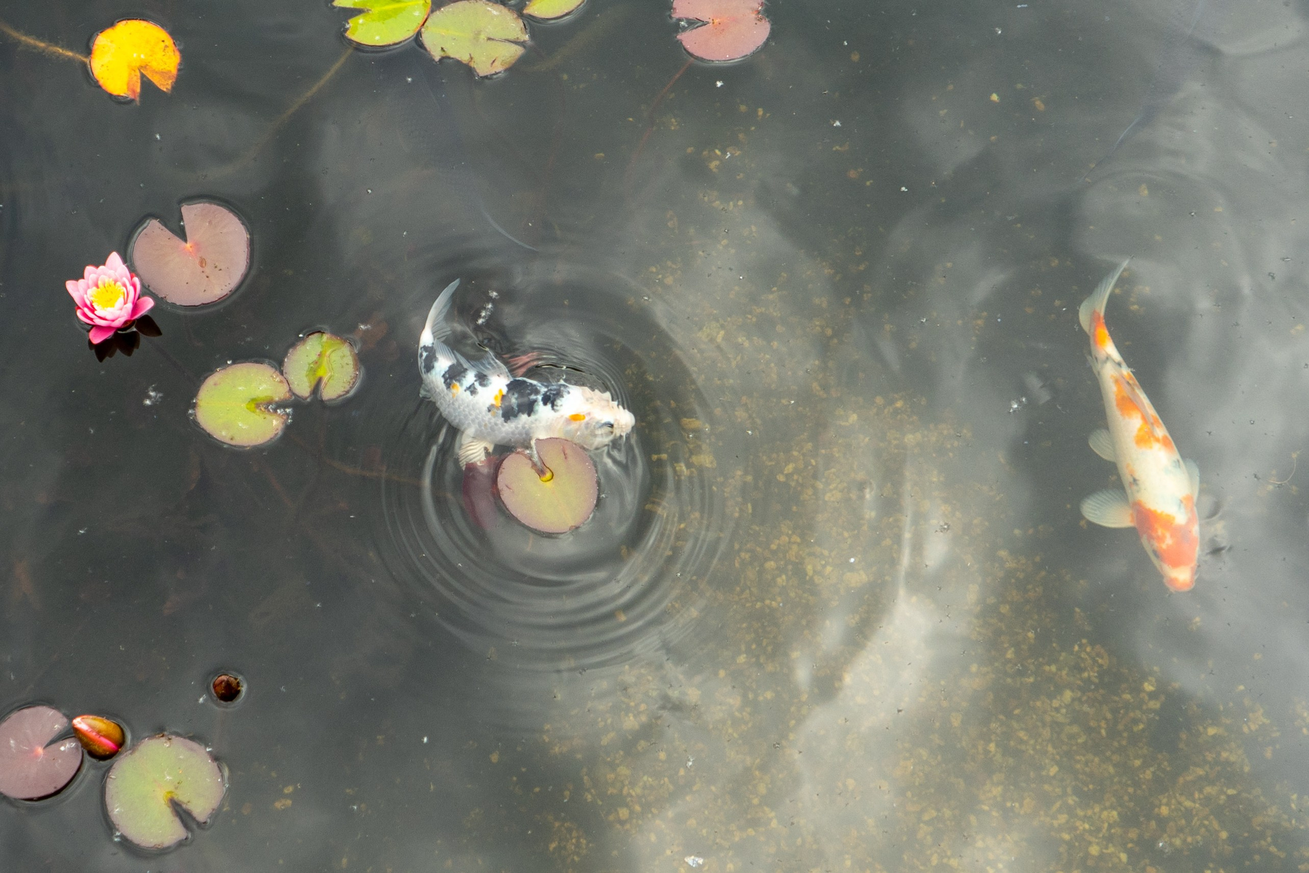 Виды парка Хуамин Москва. Авторские фотографии Чугунова Николая