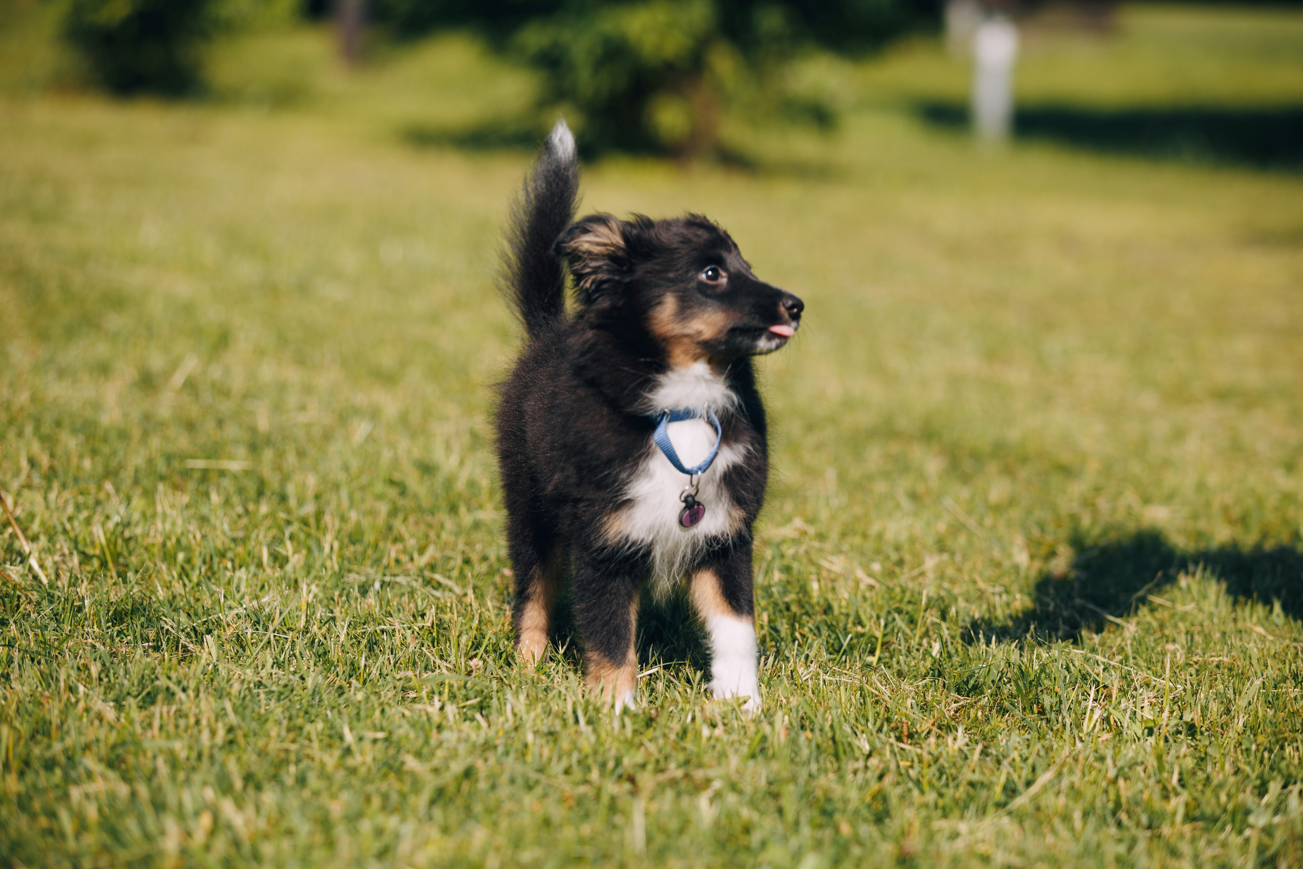 Кинологический лагерь в Горыныче. Фотограф анималист Кристина Карпова, Москва